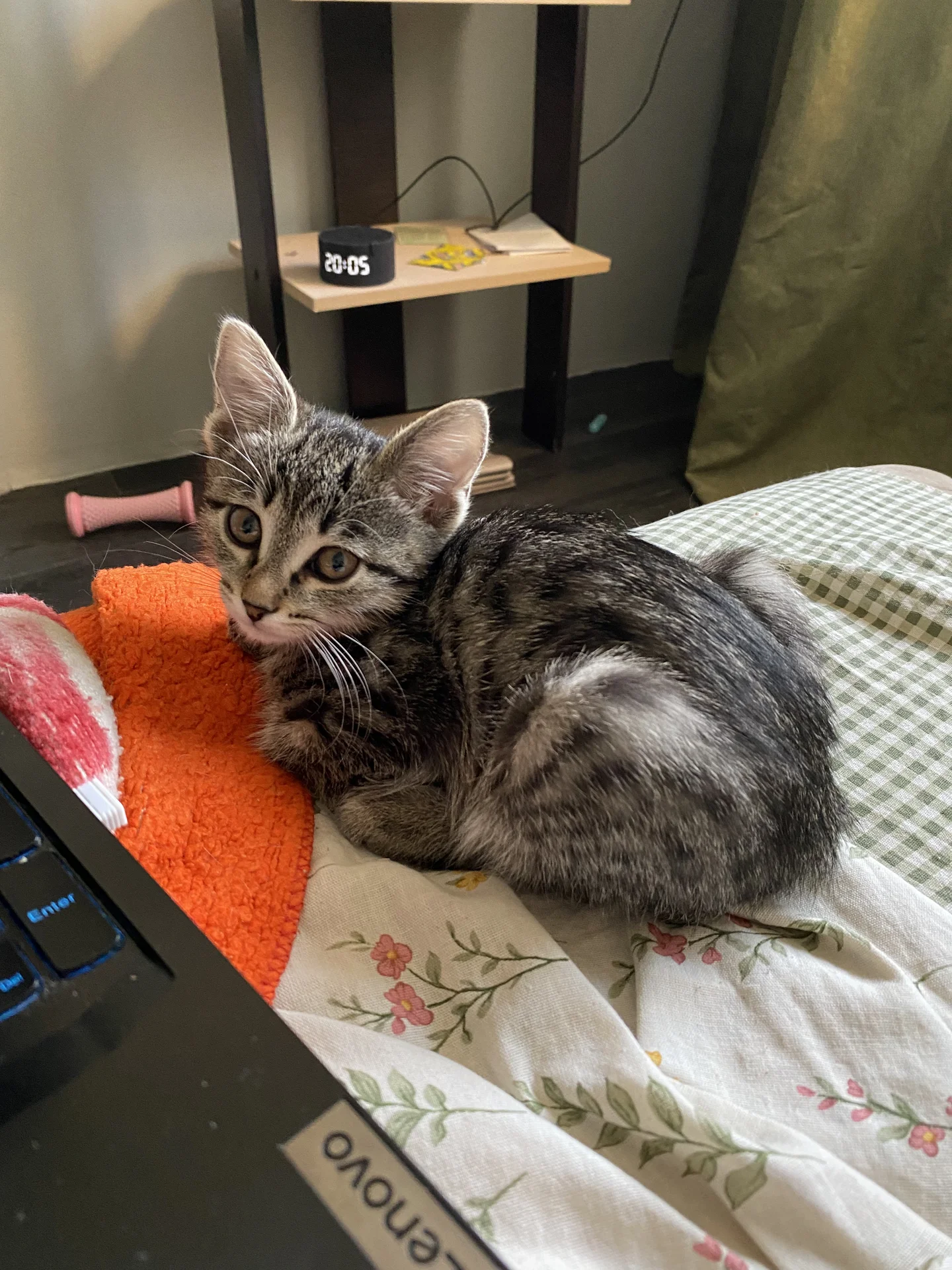 Котенок - изображение 1