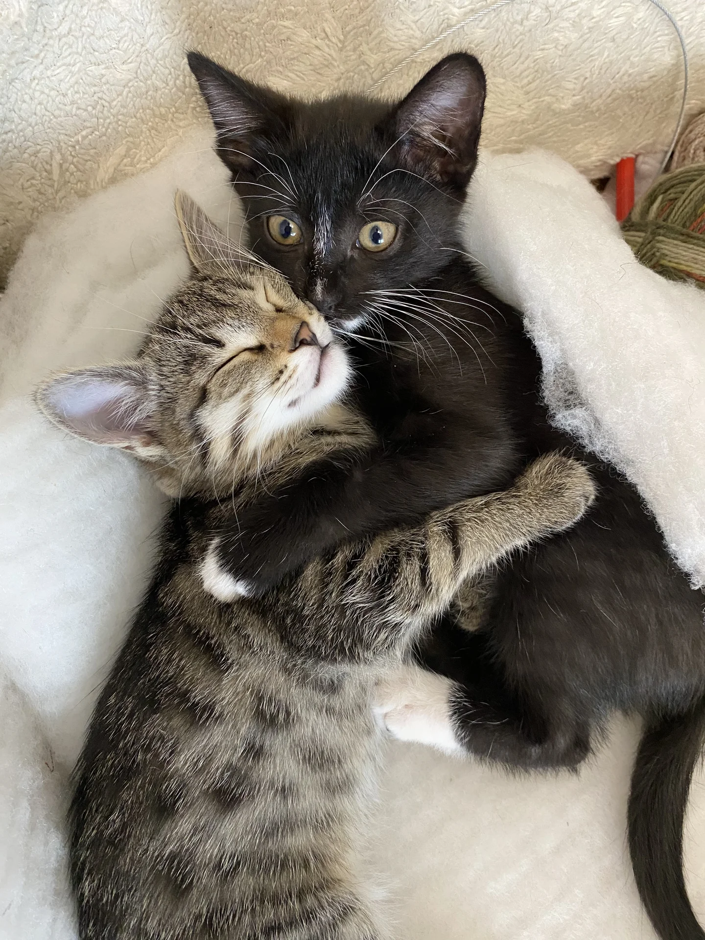 Котенок - миниатюра 3