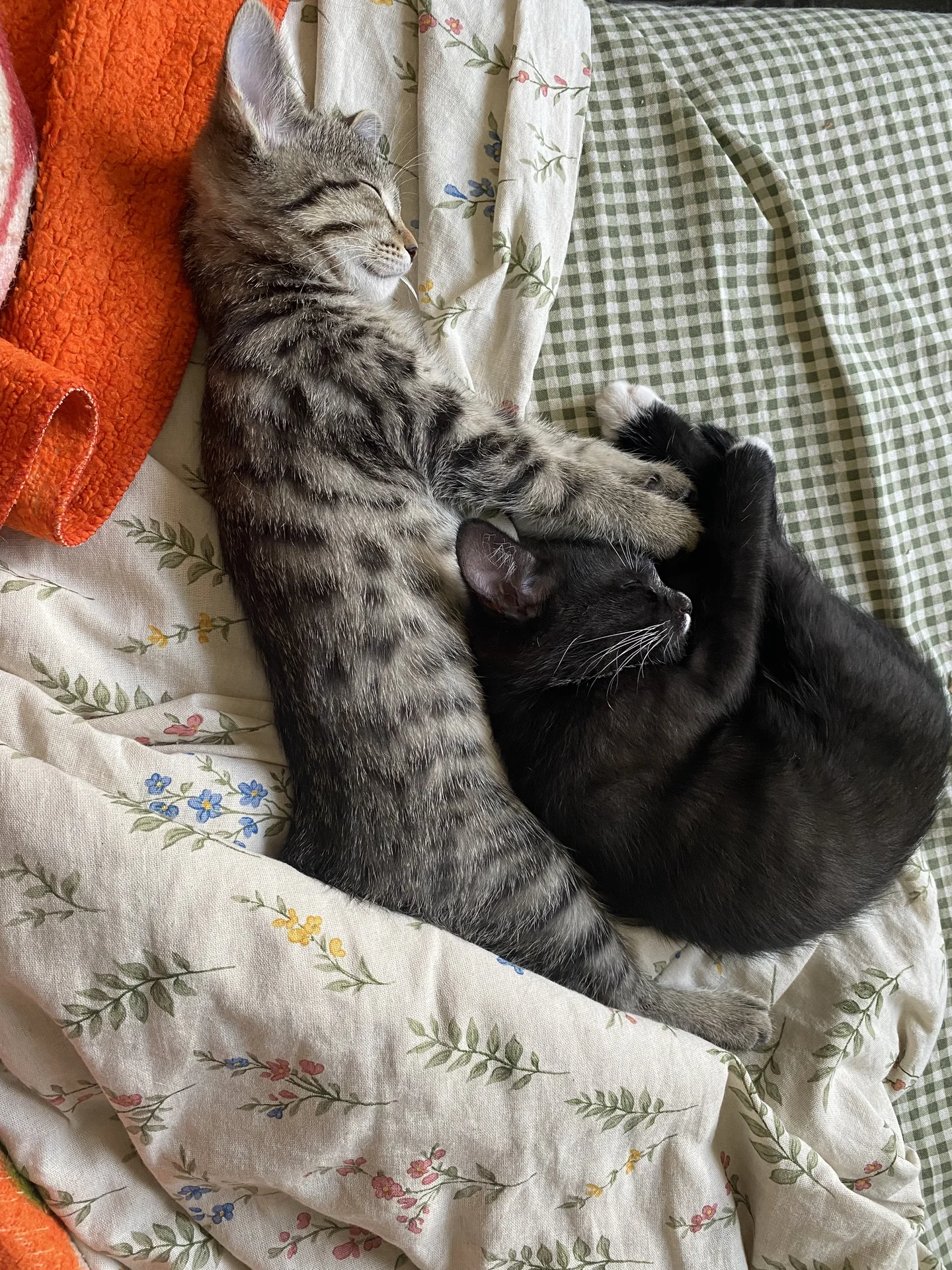 Котенок - миниатюра 4