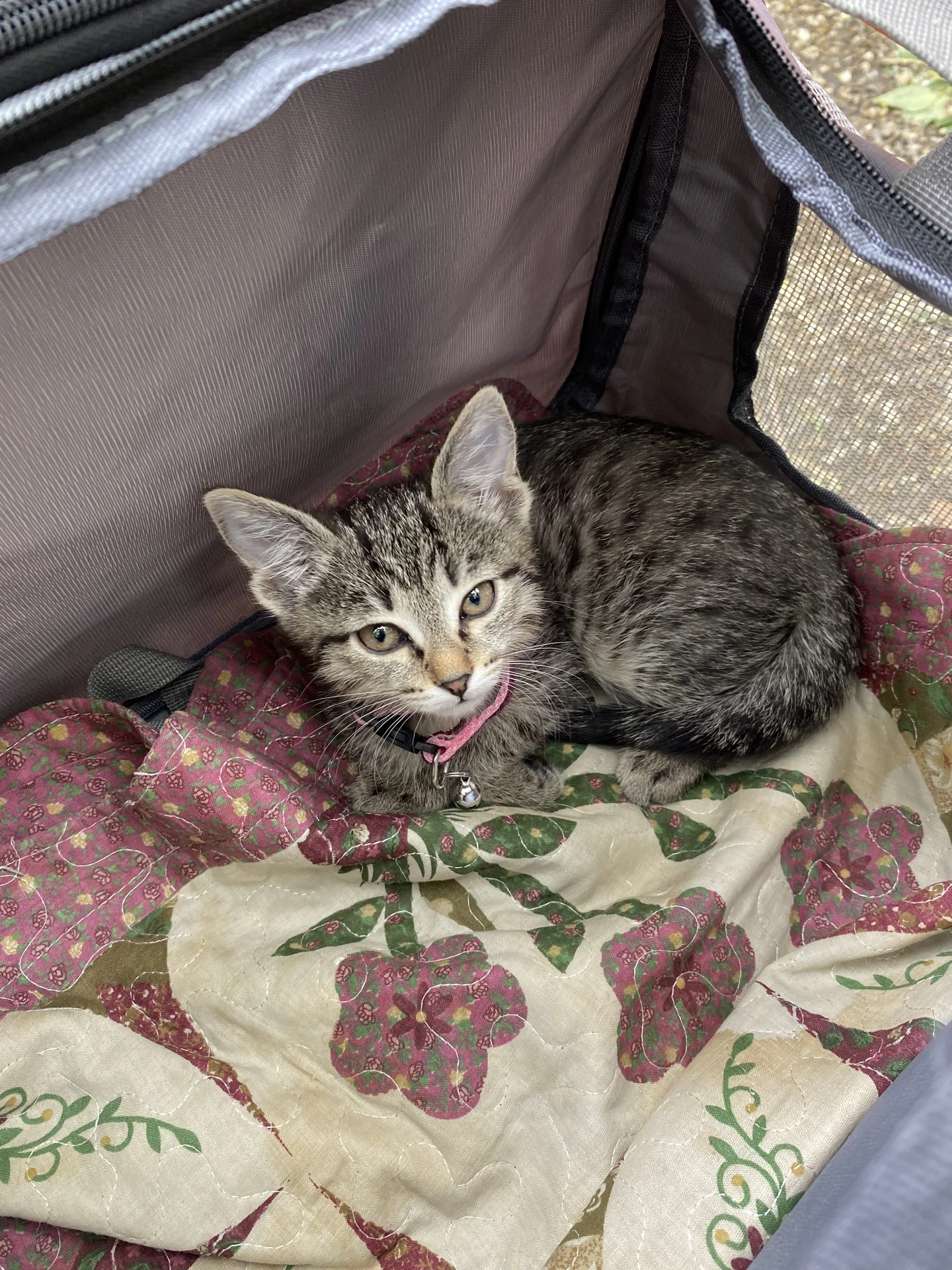 Котенок - миниатюра 5