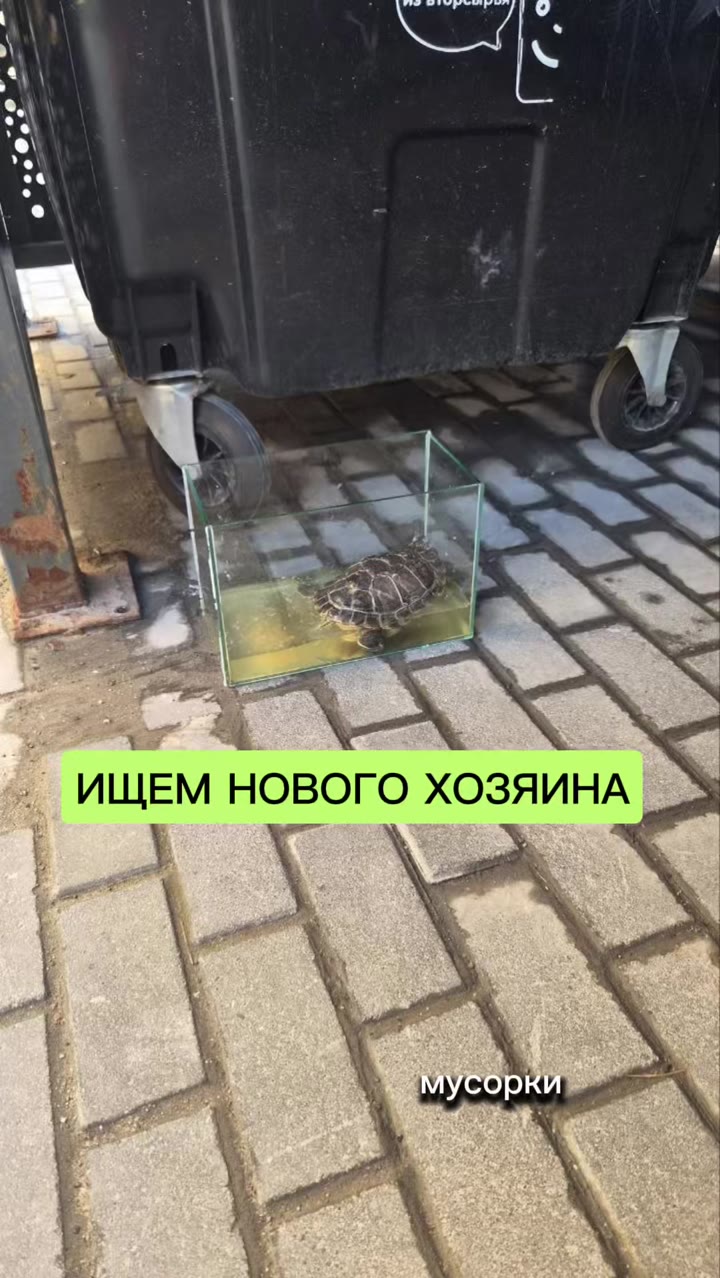 красноухая черепаха в добрые руки - видео 1