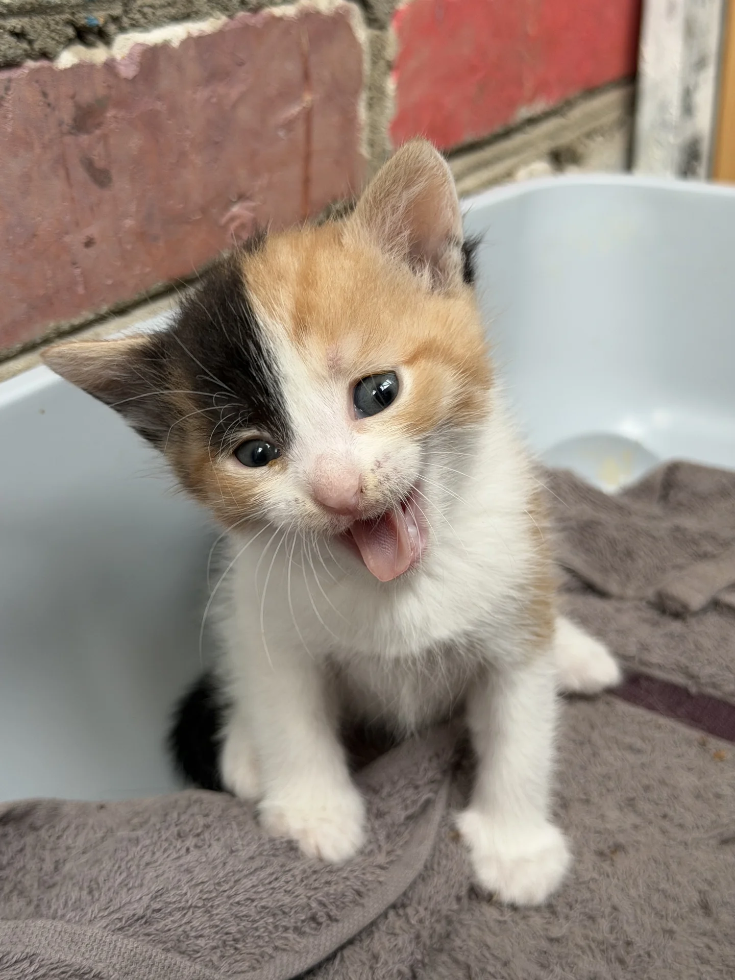 Котята в добрые руки - изображение 1