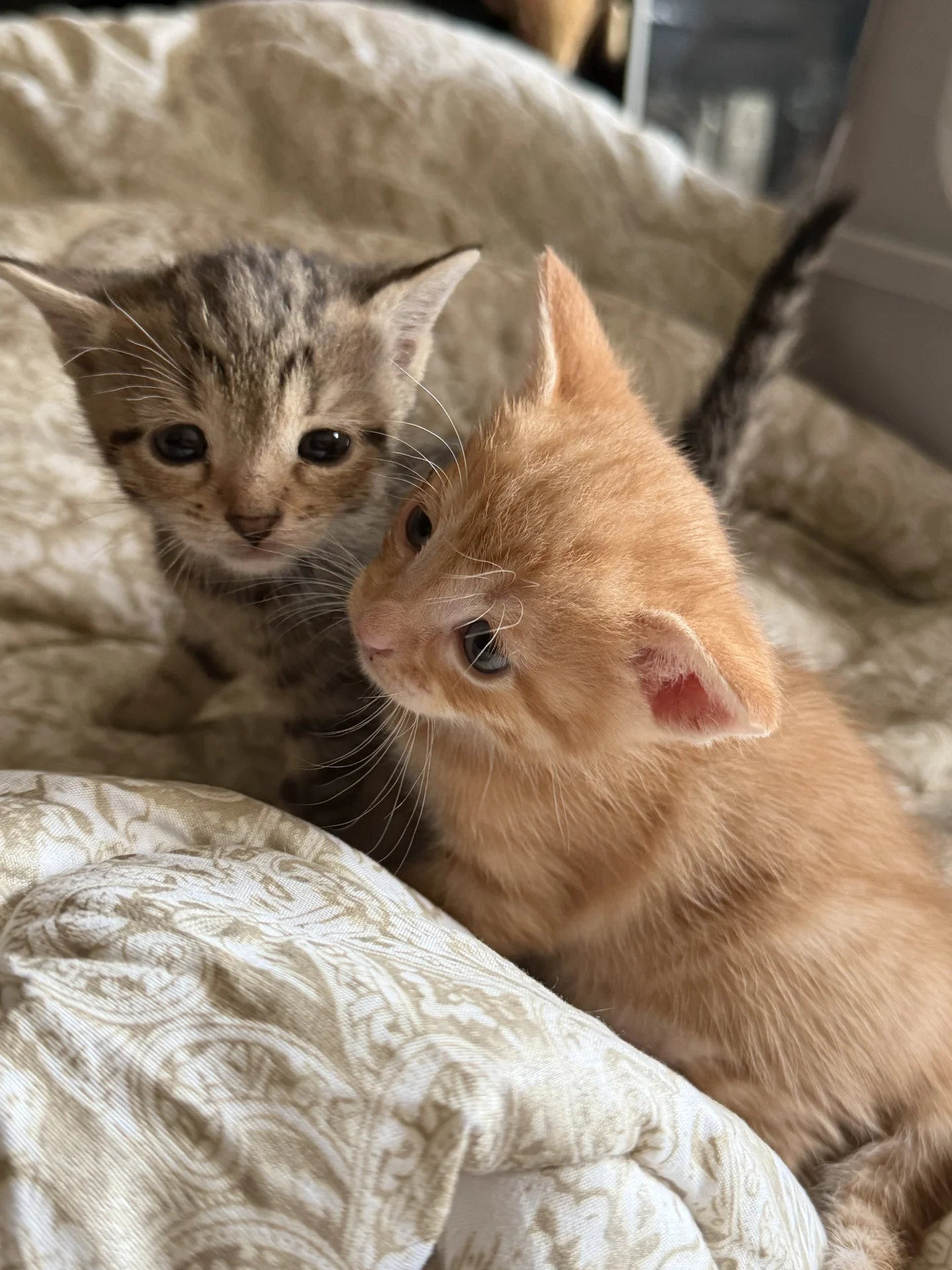Котята в добрые руки - миниатюра 4