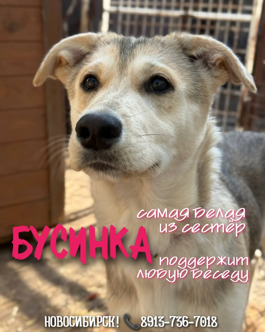 Щенок в добрые руки - миниатюра 4