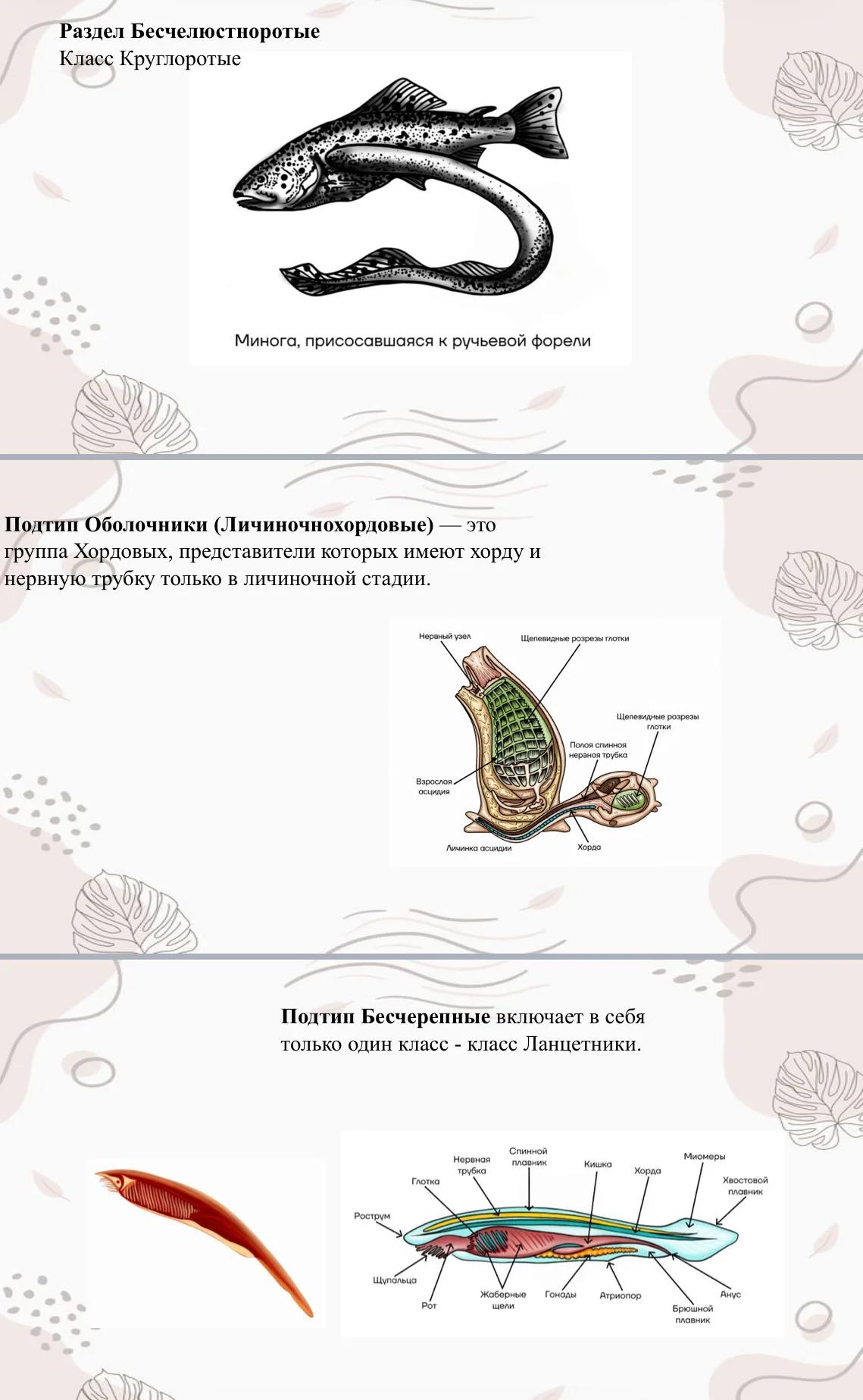 Репетитор по биологии ОГЭ/ЕГЭ онлайн/очно - миниатюра 5