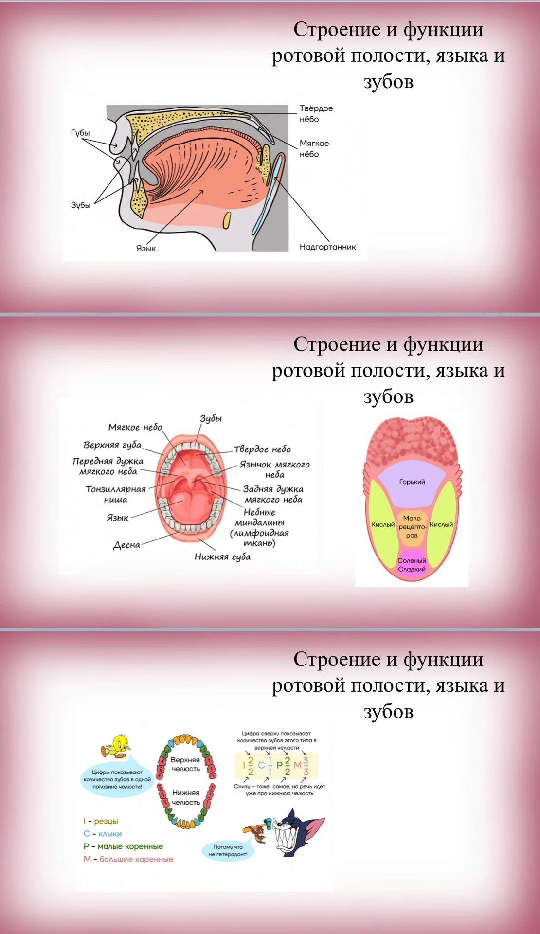 Репетитор по биологии ОГЭ/ЕГЭ онлайн/очно - миниатюра 8