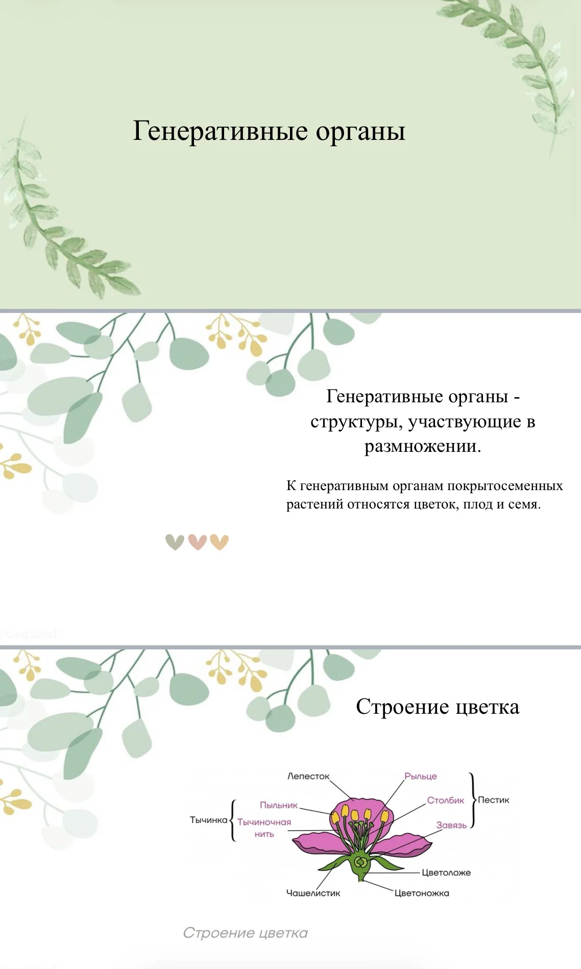 Репетитор по биологии ОГЭ/ЕГЭ онлайн - миниатюра 8