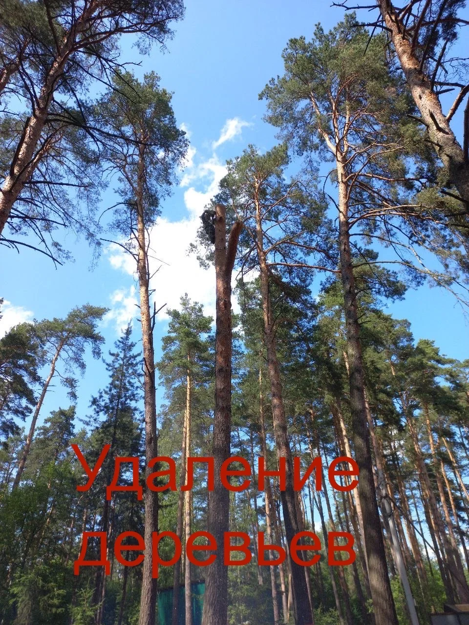 Удаление деревьев - миниатюра 12