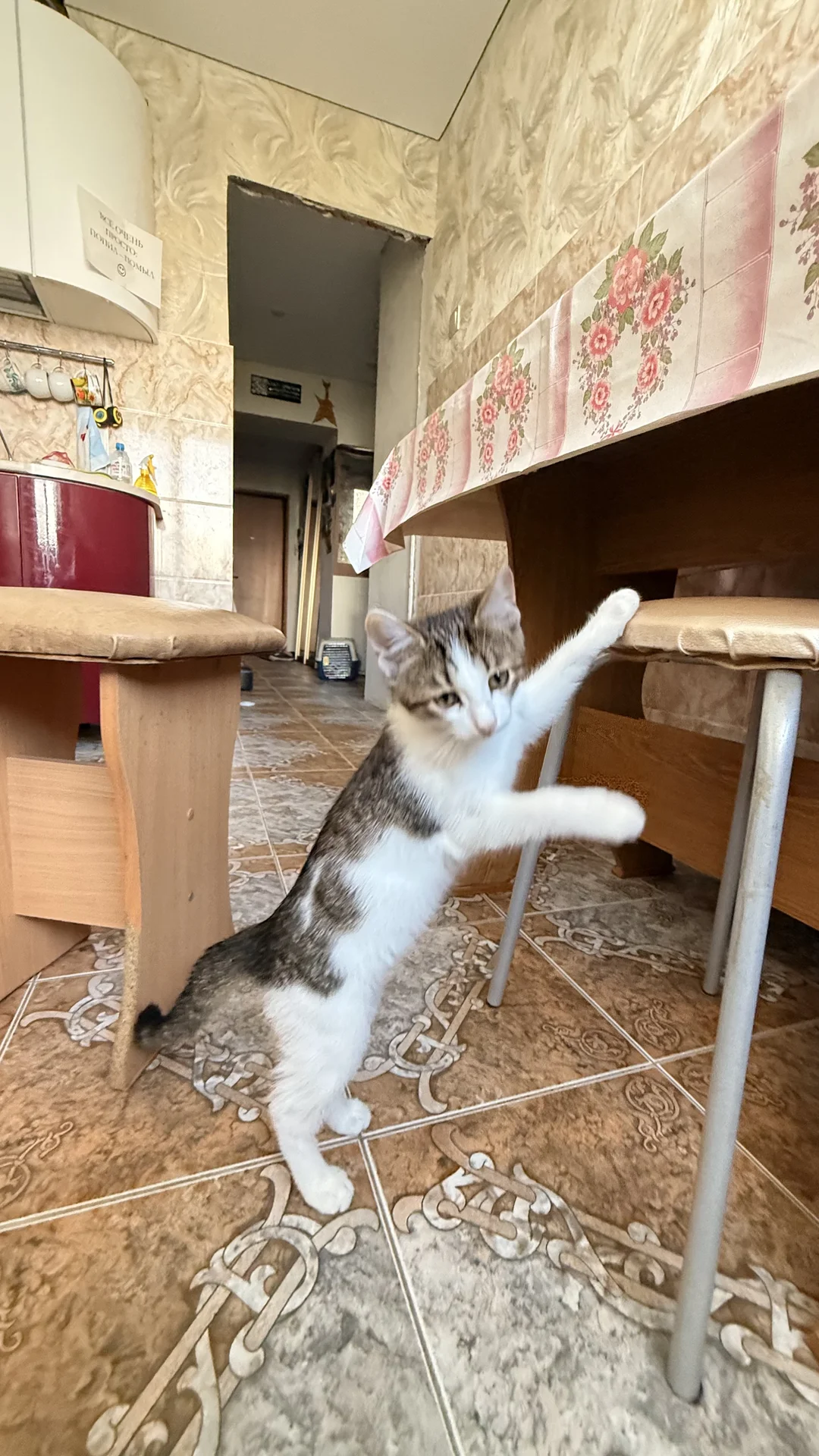 котенок в добрые руки - миниатюра 3
