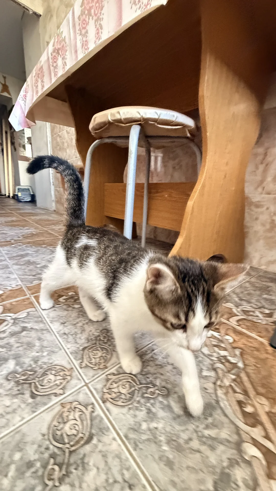 котенок в добрые руки - миниатюра 4