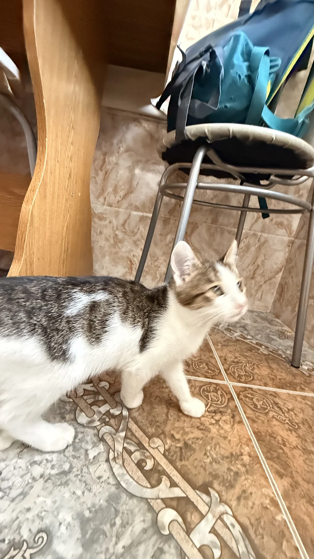 котенок в добрые руки - миниатюра 5