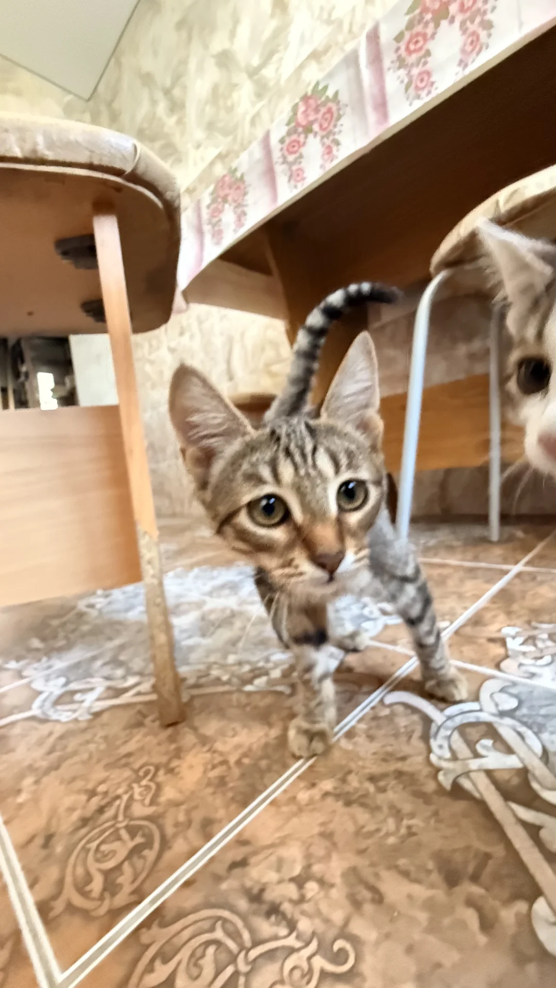 котенок в добрые руки - изображение 1