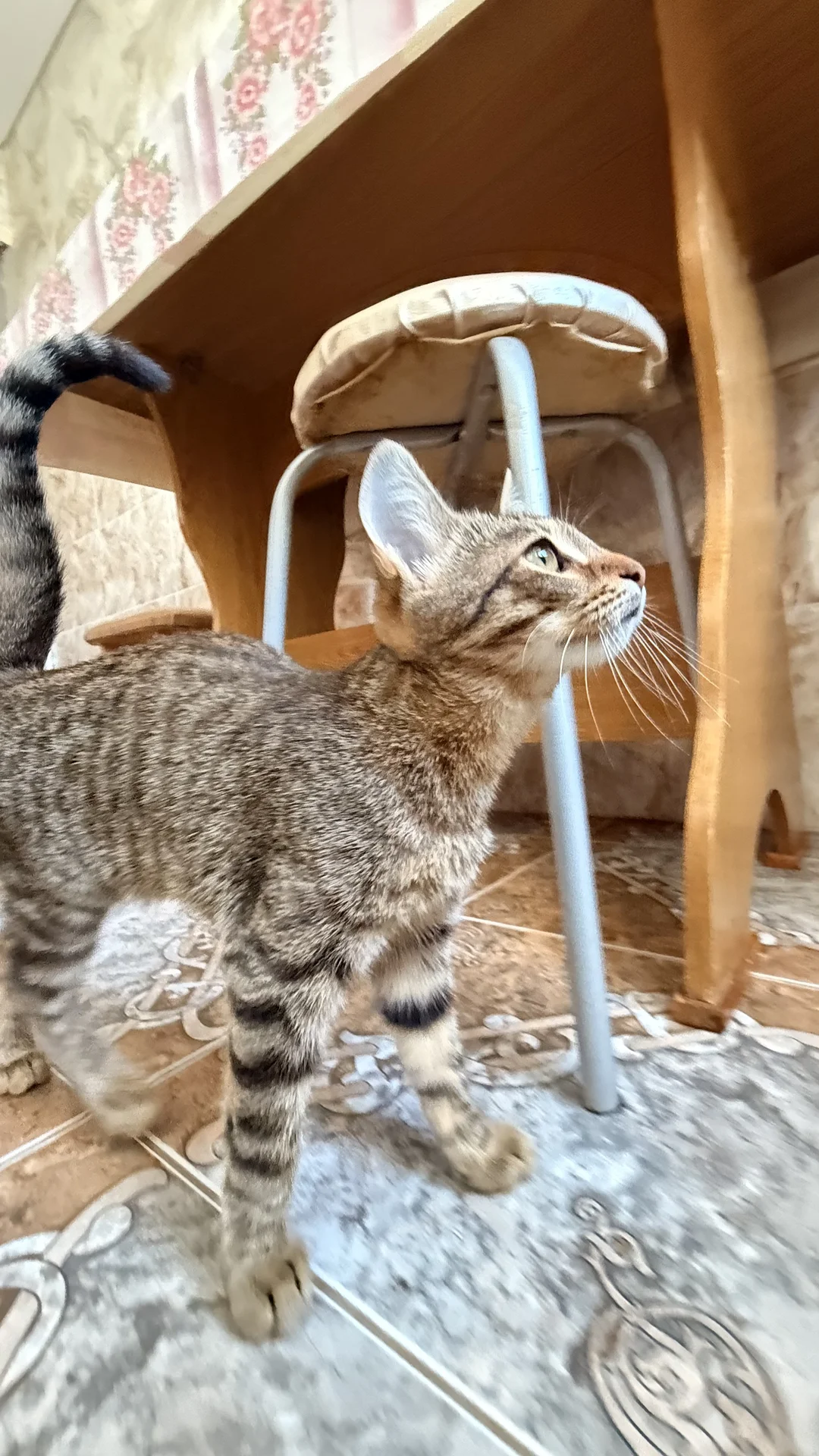 котенок в добрые руки - миниатюра 2