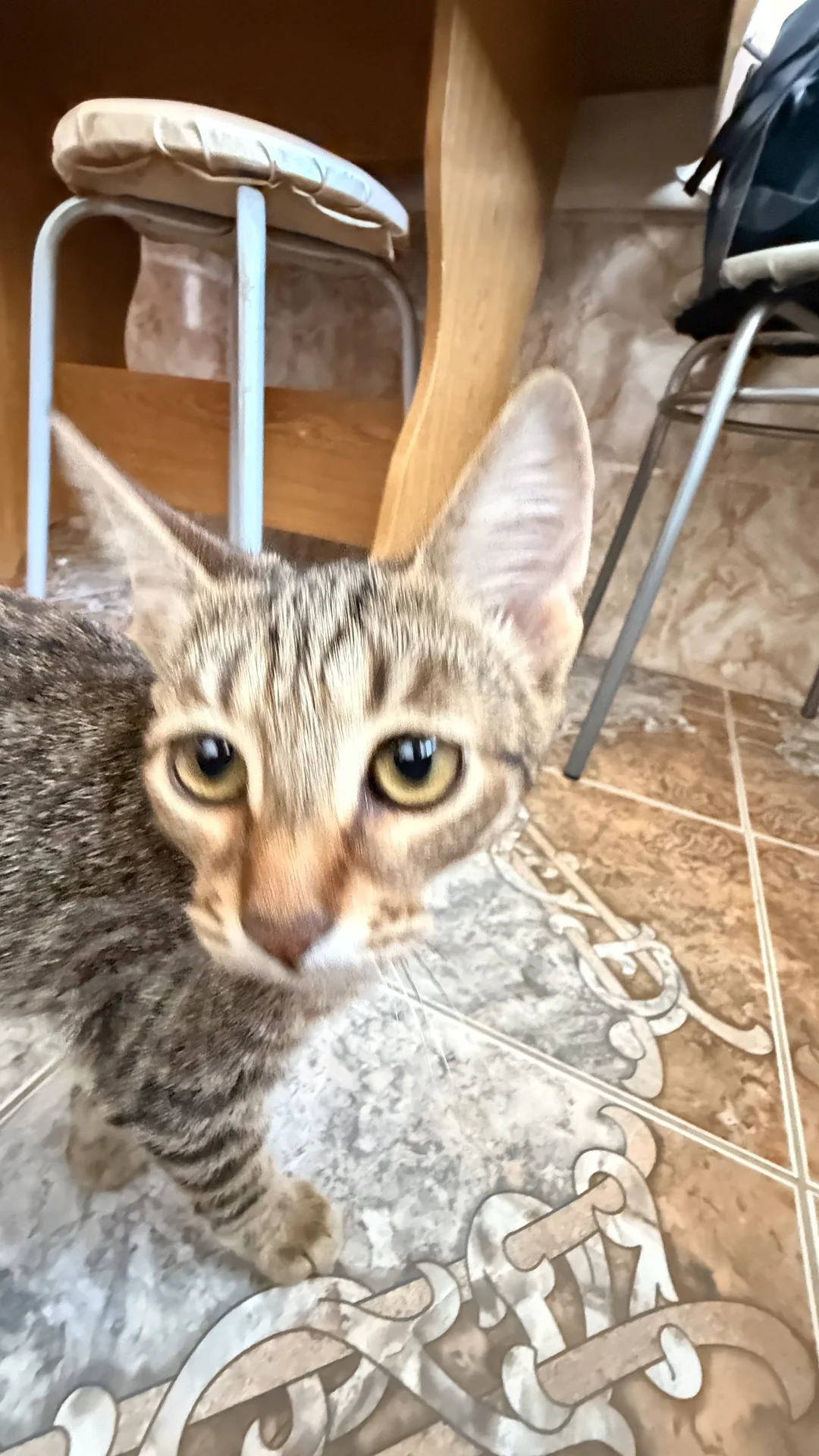 котенок в добрые руки - миниатюра 4