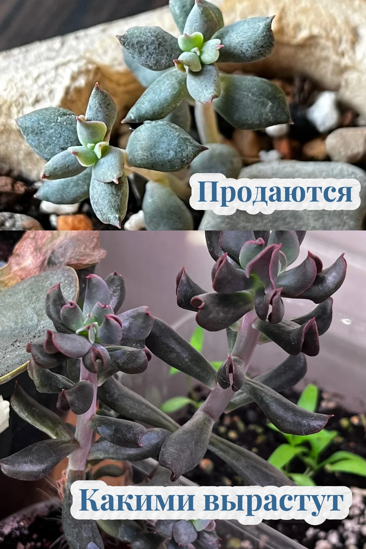 Суккуленты - миниатюра 3