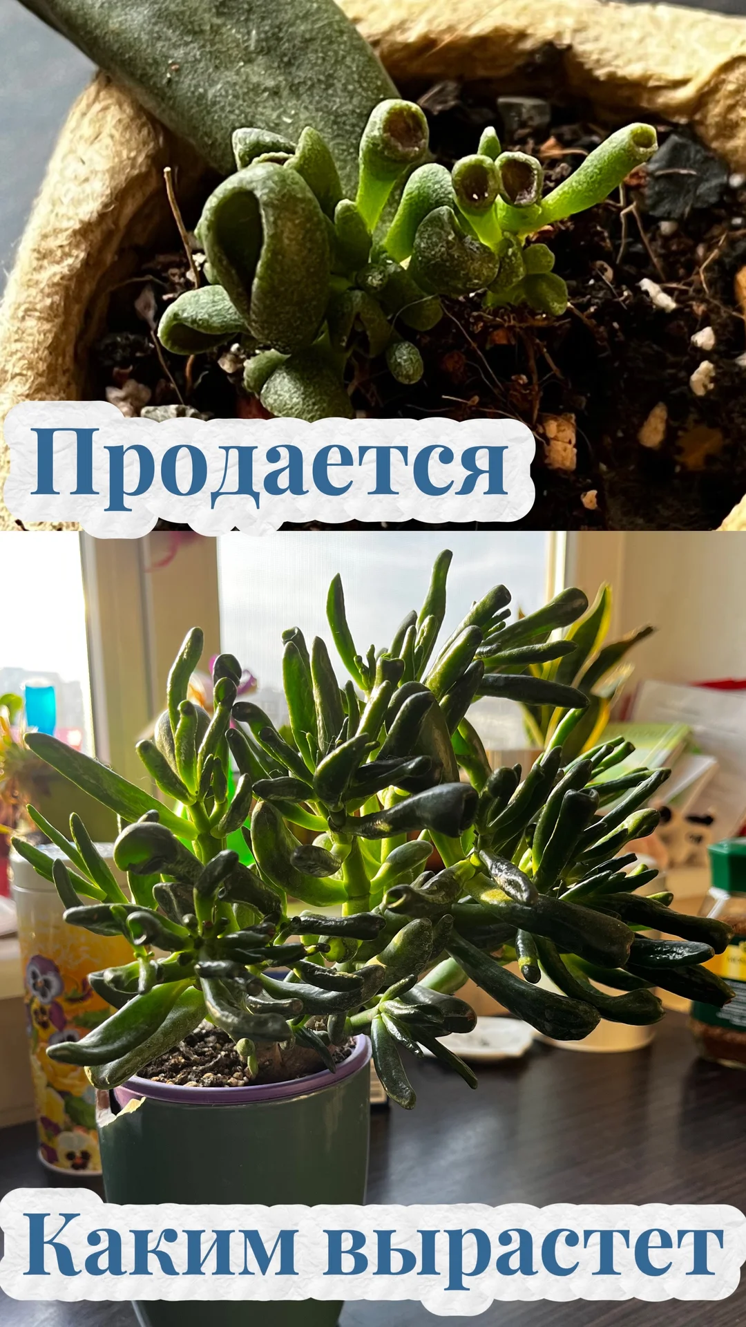 Суккуленты - миниатюра 4