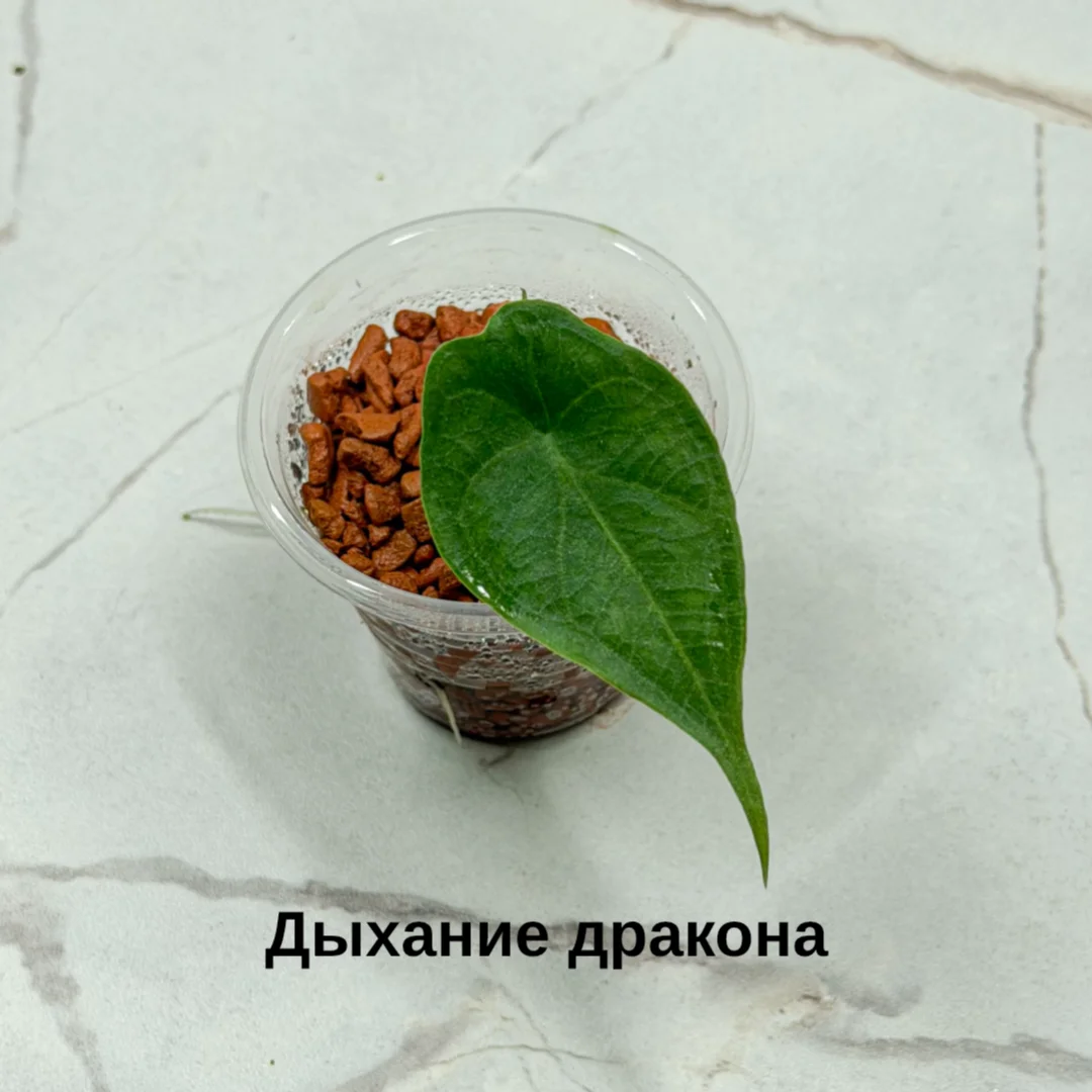 Алоказия - миниатюра 5