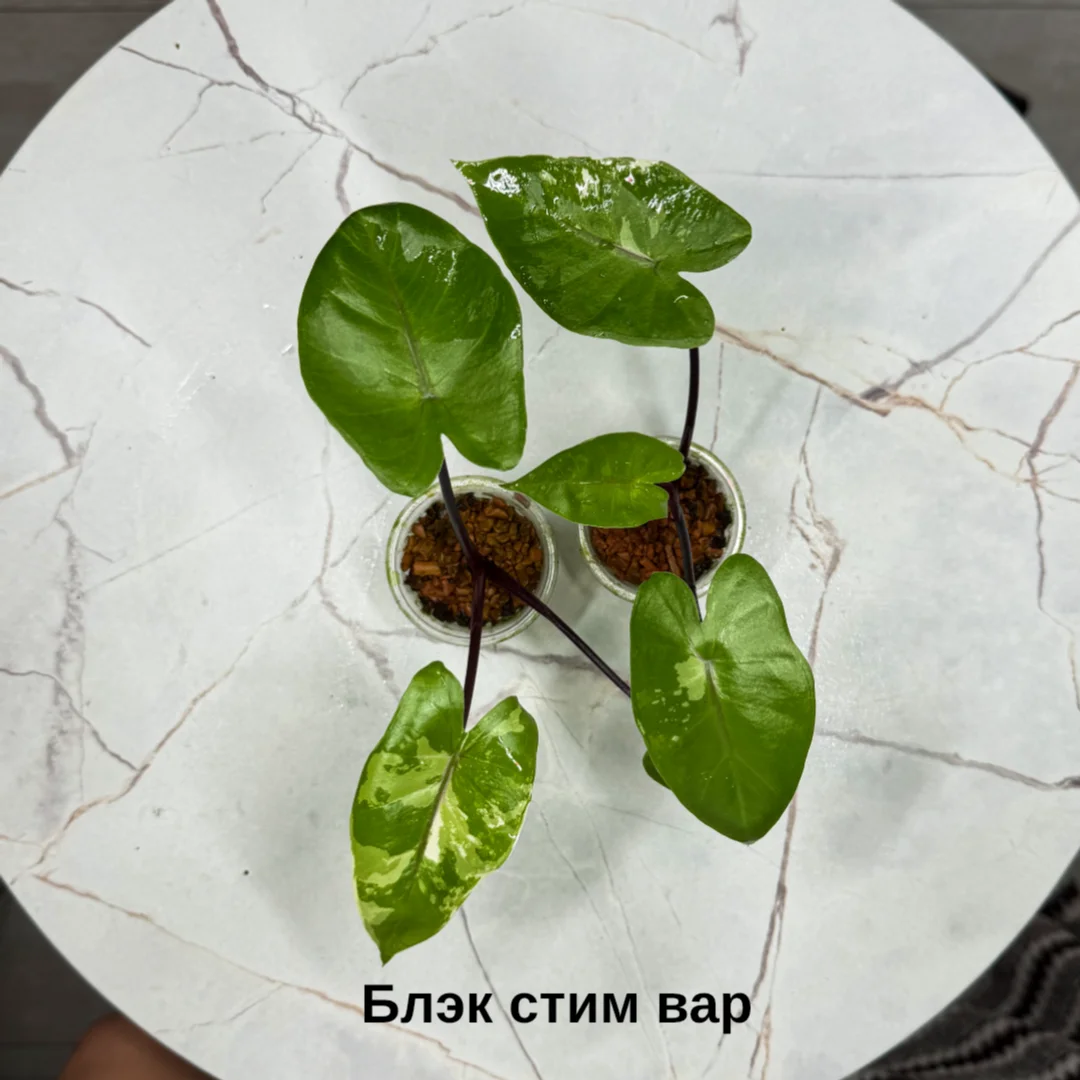 Алоказия - миниатюра 6