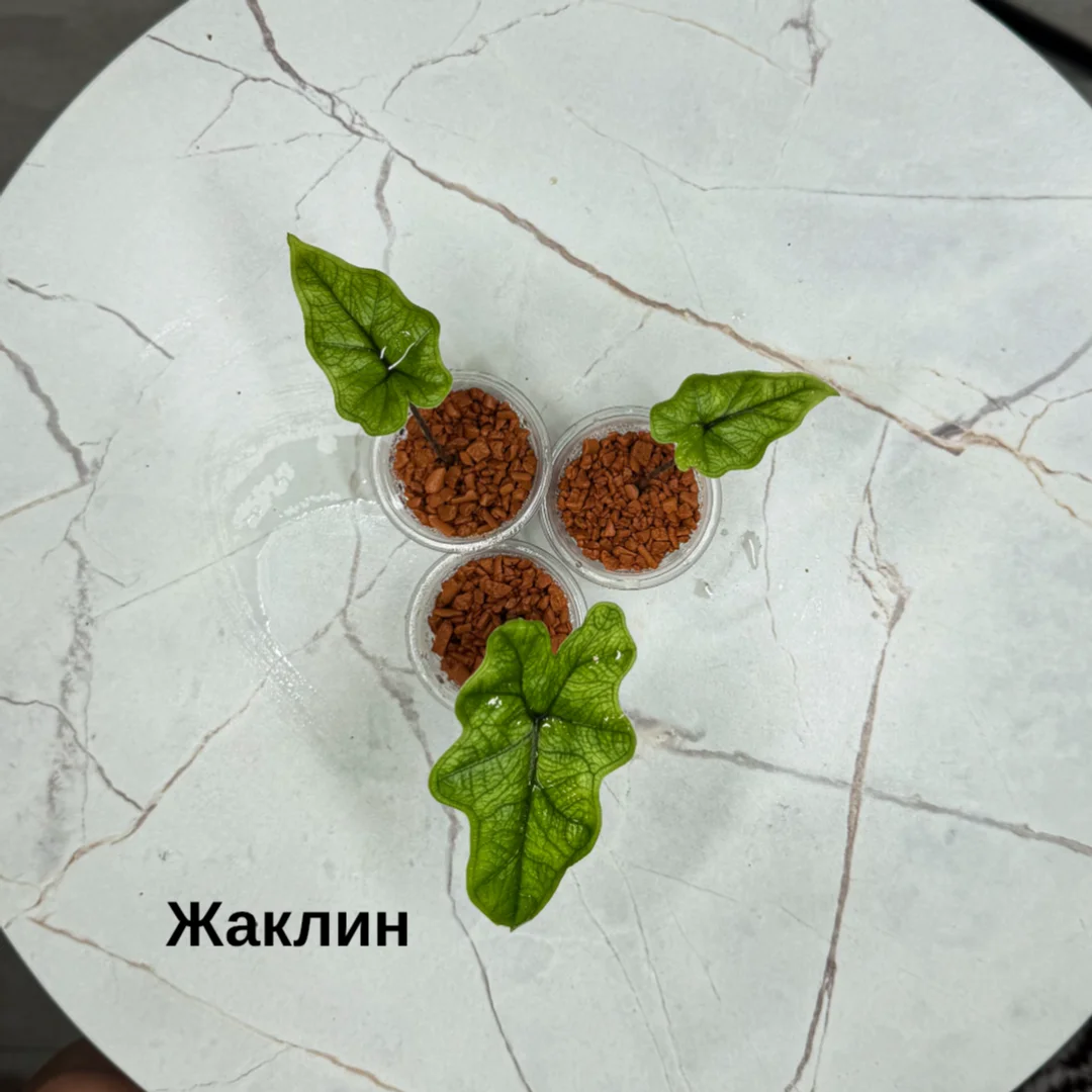Алоказия - миниатюра 7