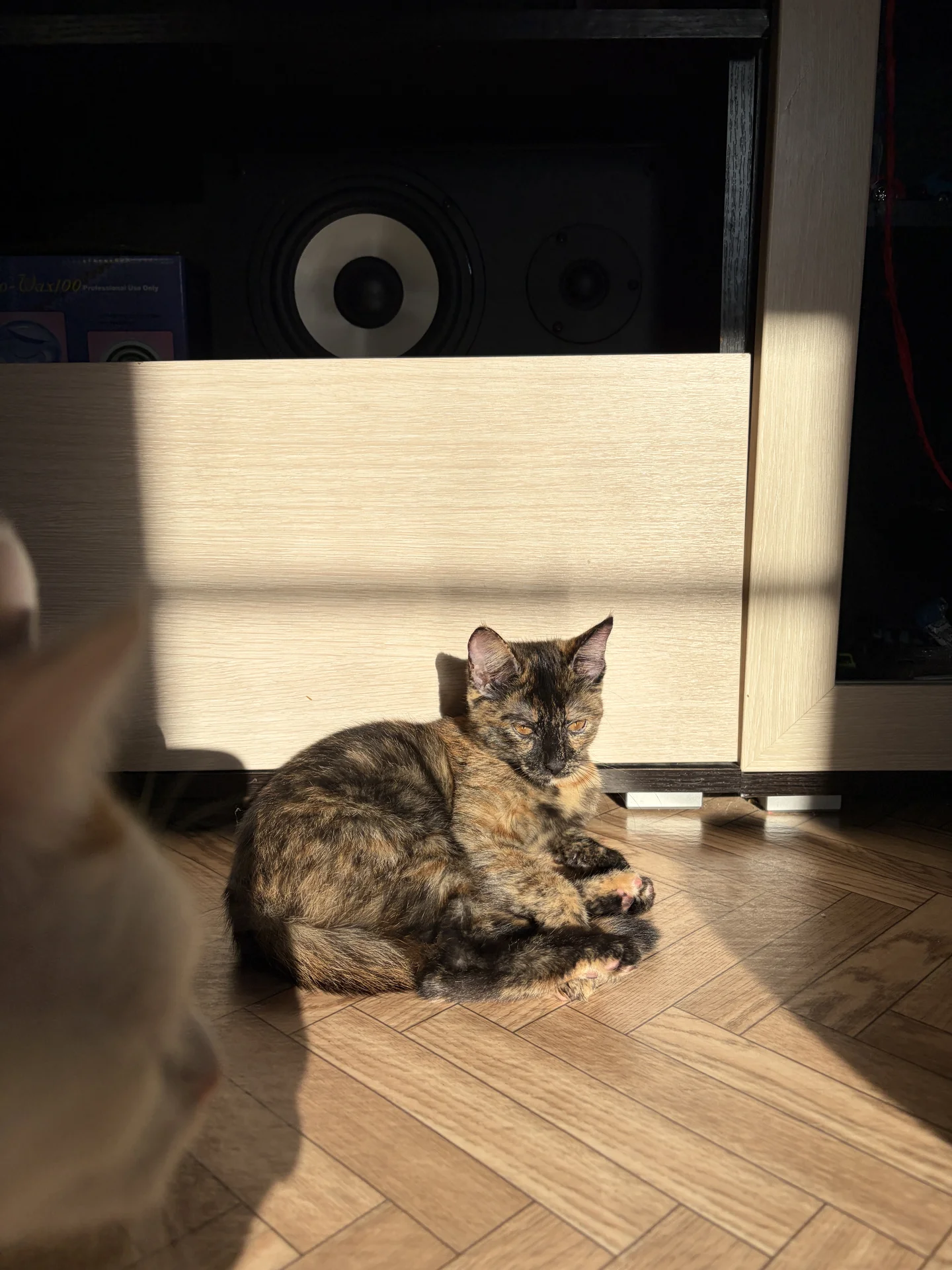 Кошечка - миниатюра 3