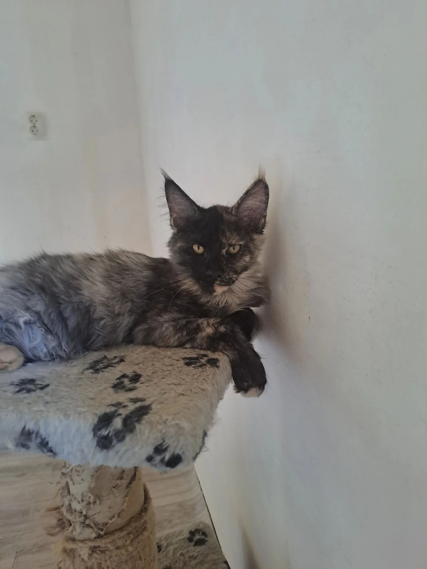 котята Мейнкун - миниатюра 3