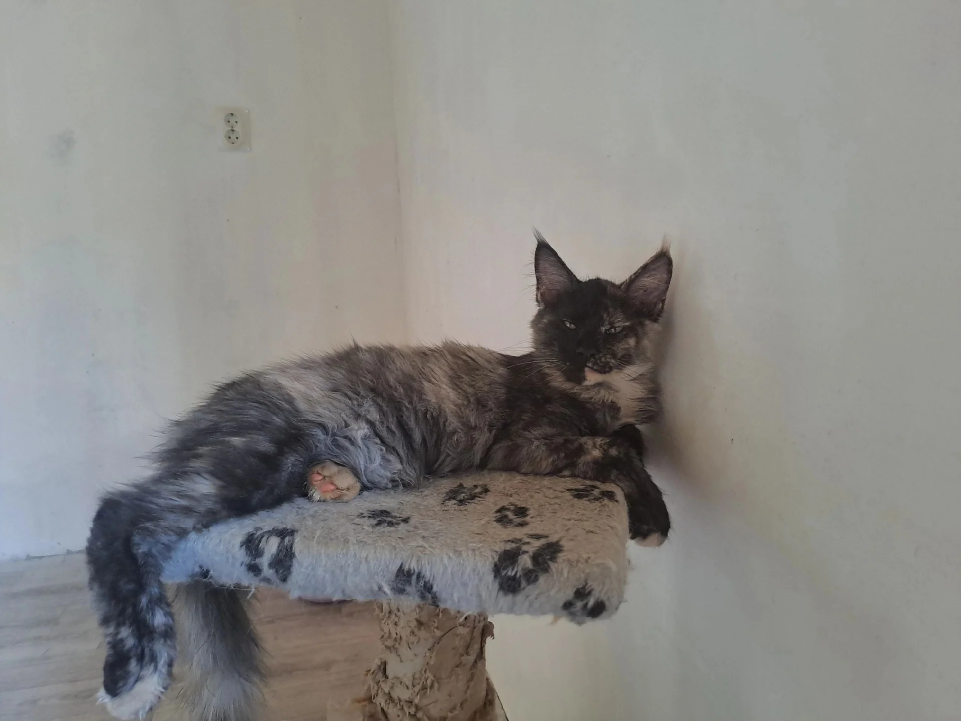 котята Мейнкун - миниатюра 4
