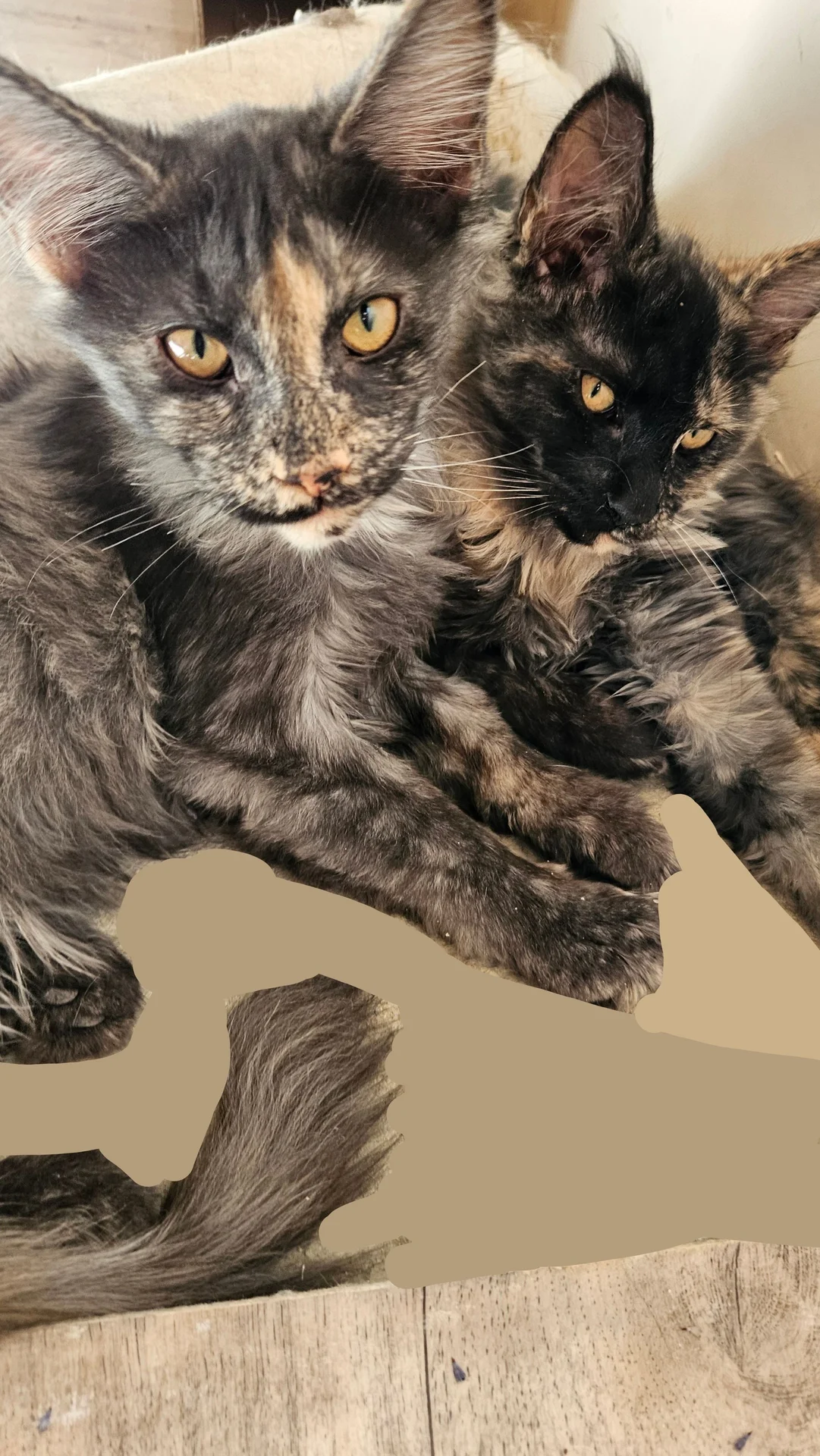 котята Мейнкун - миниатюра 5