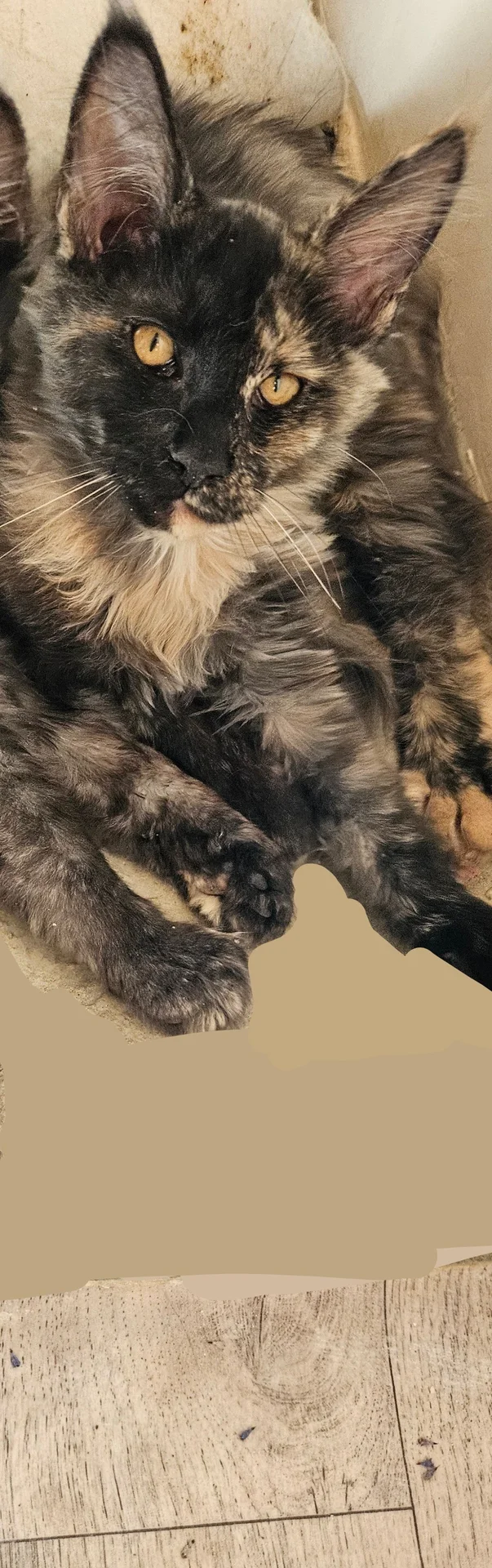котята Мейнкун - миниатюра 6