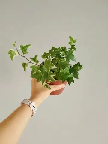 Хедера Хеликс, плющ