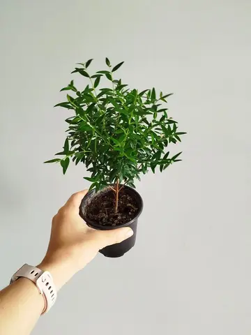 Миртовое дерево