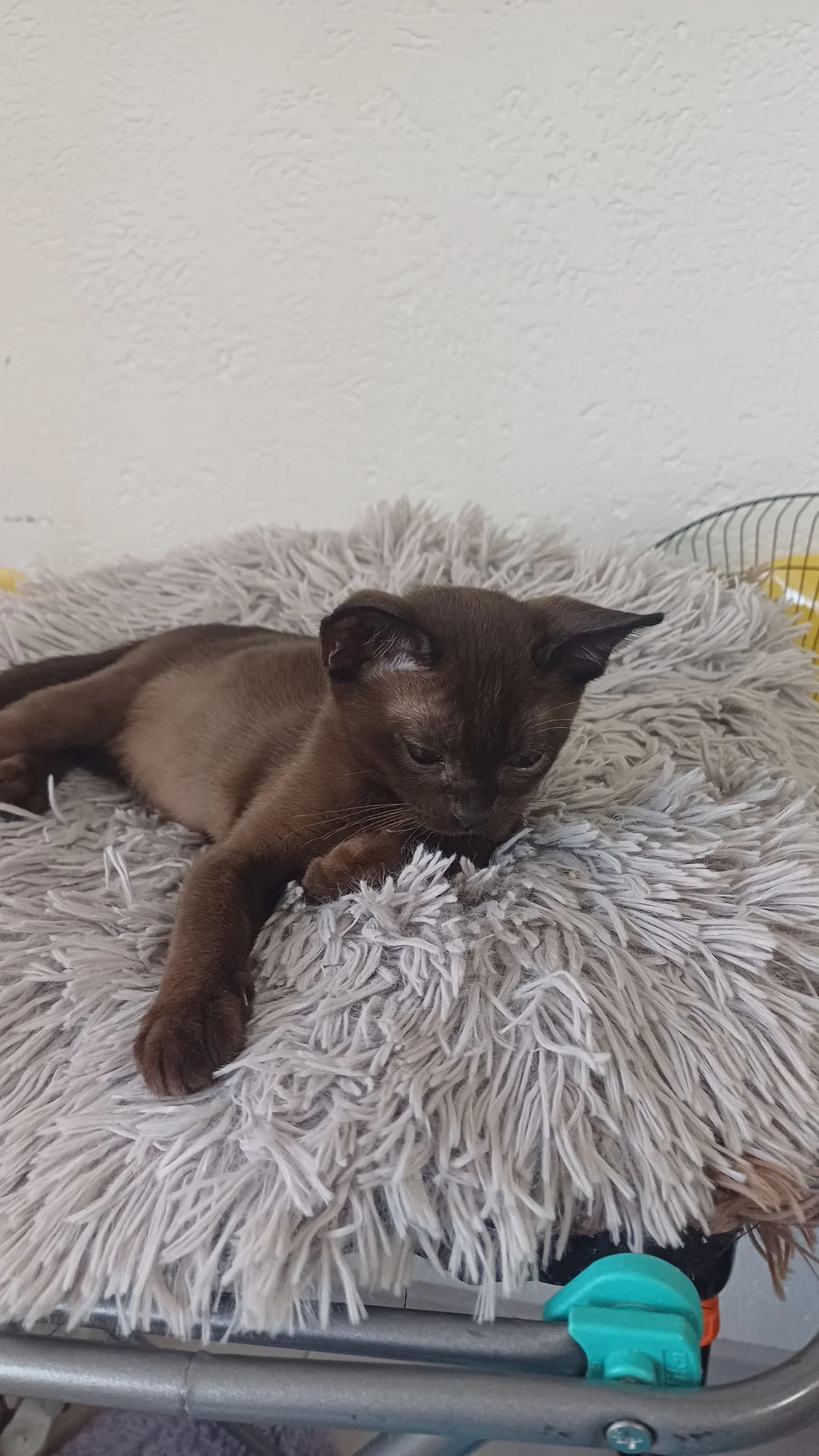 котята породы бурма - миниатюра 3