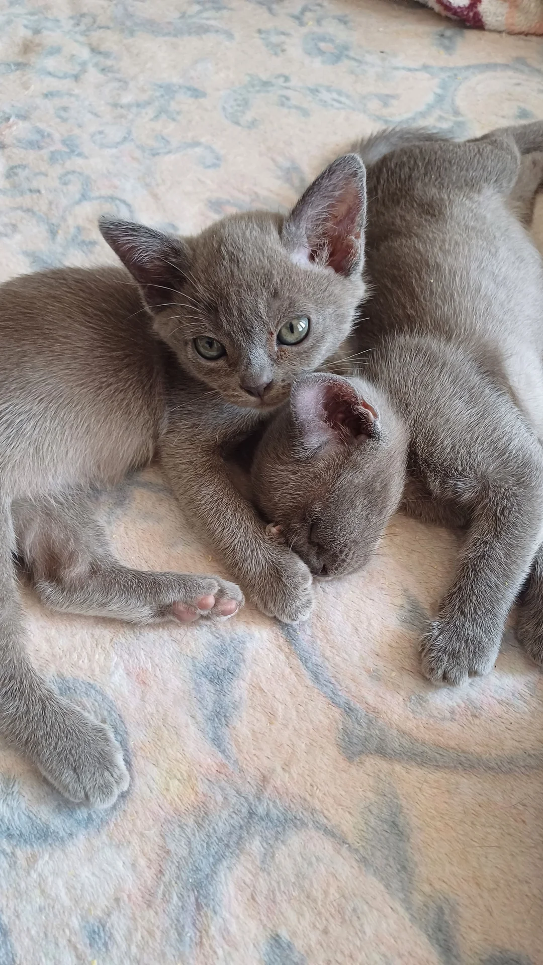 котята породы бурма - миниатюра 4