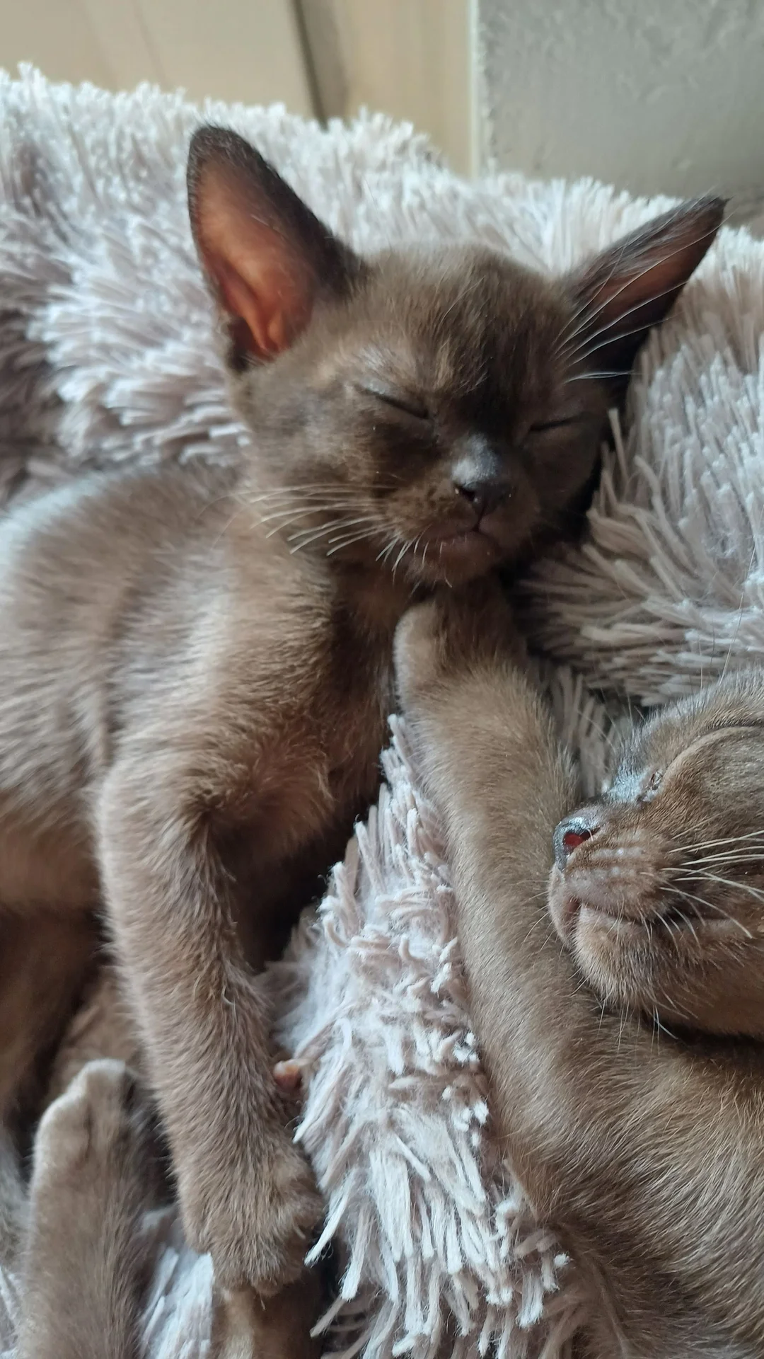 котята породы бурма - миниатюра 6