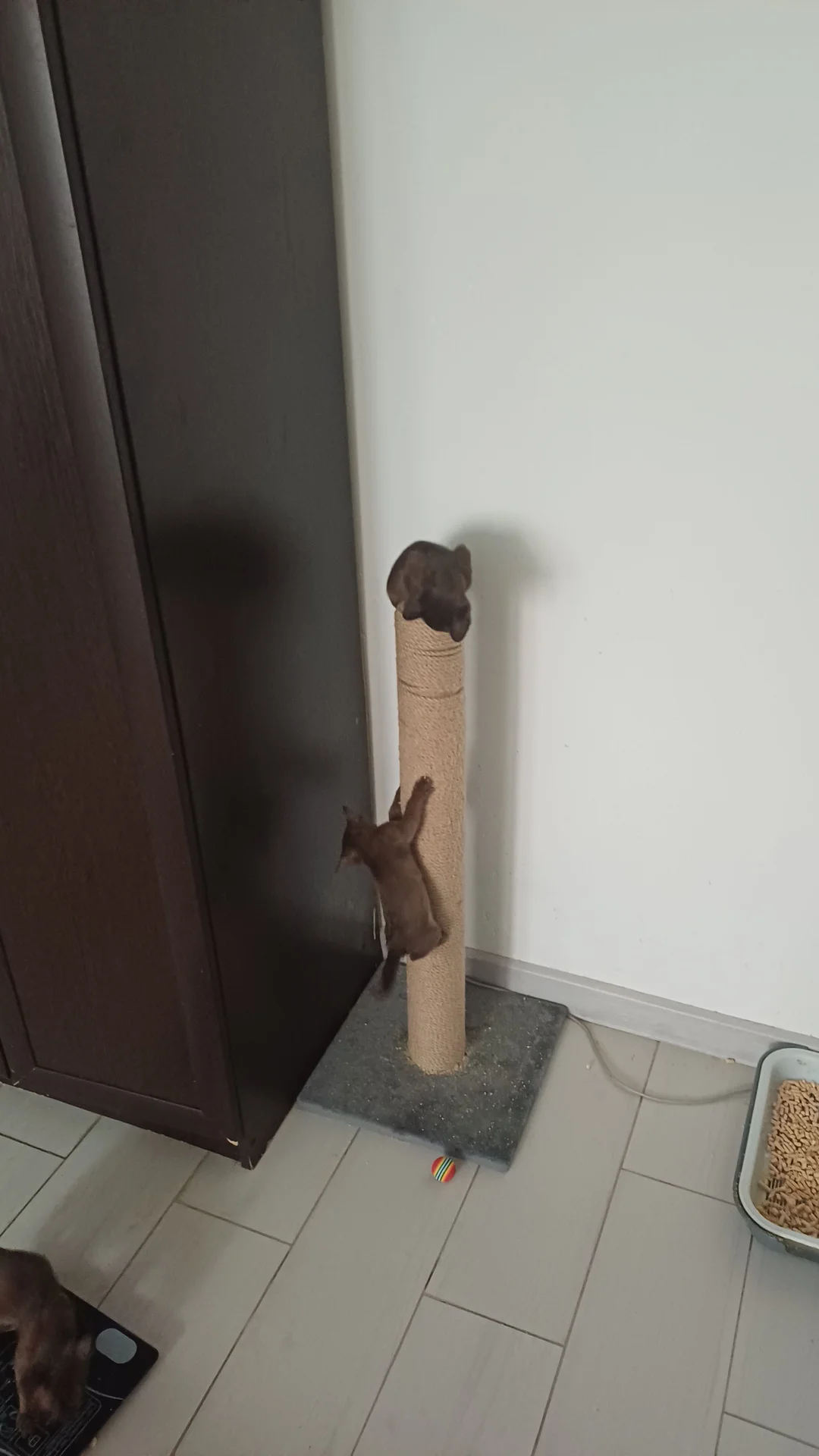котята породы бурма - миниатюра 10