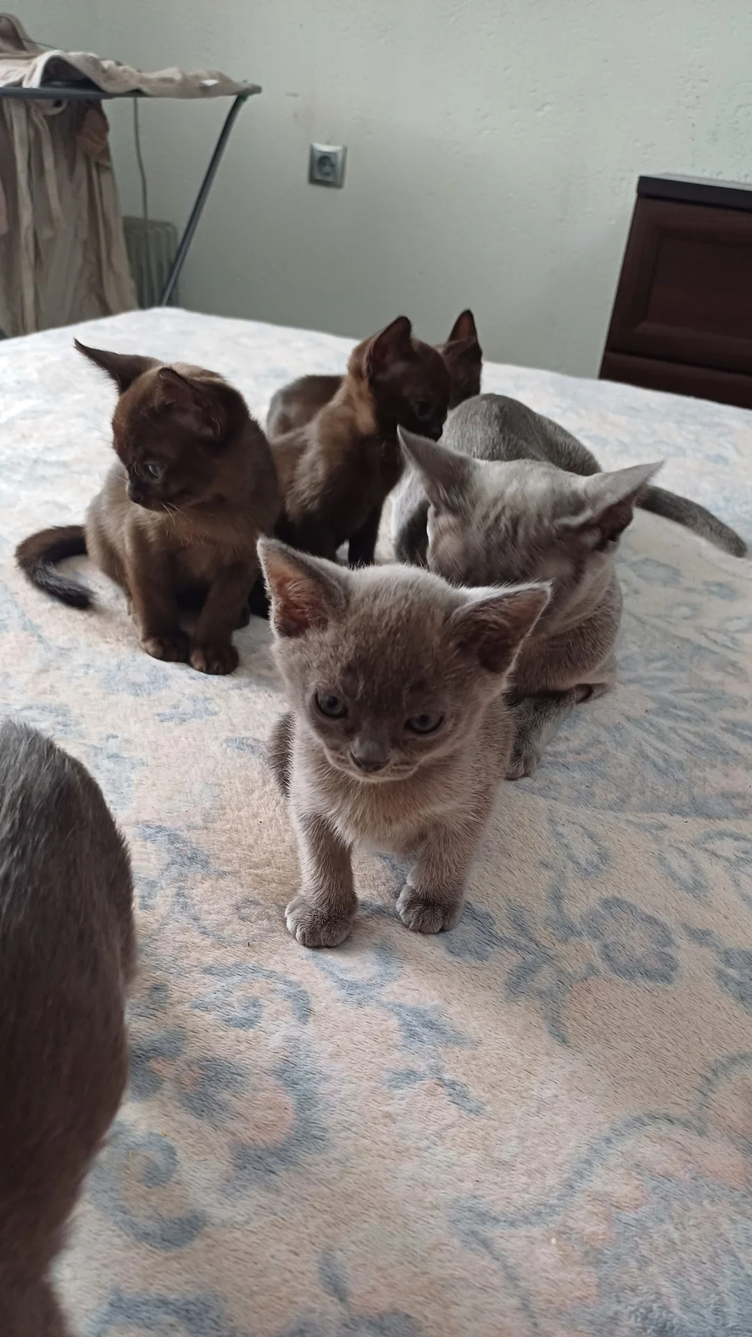 котята породы бурма - миниатюра 11