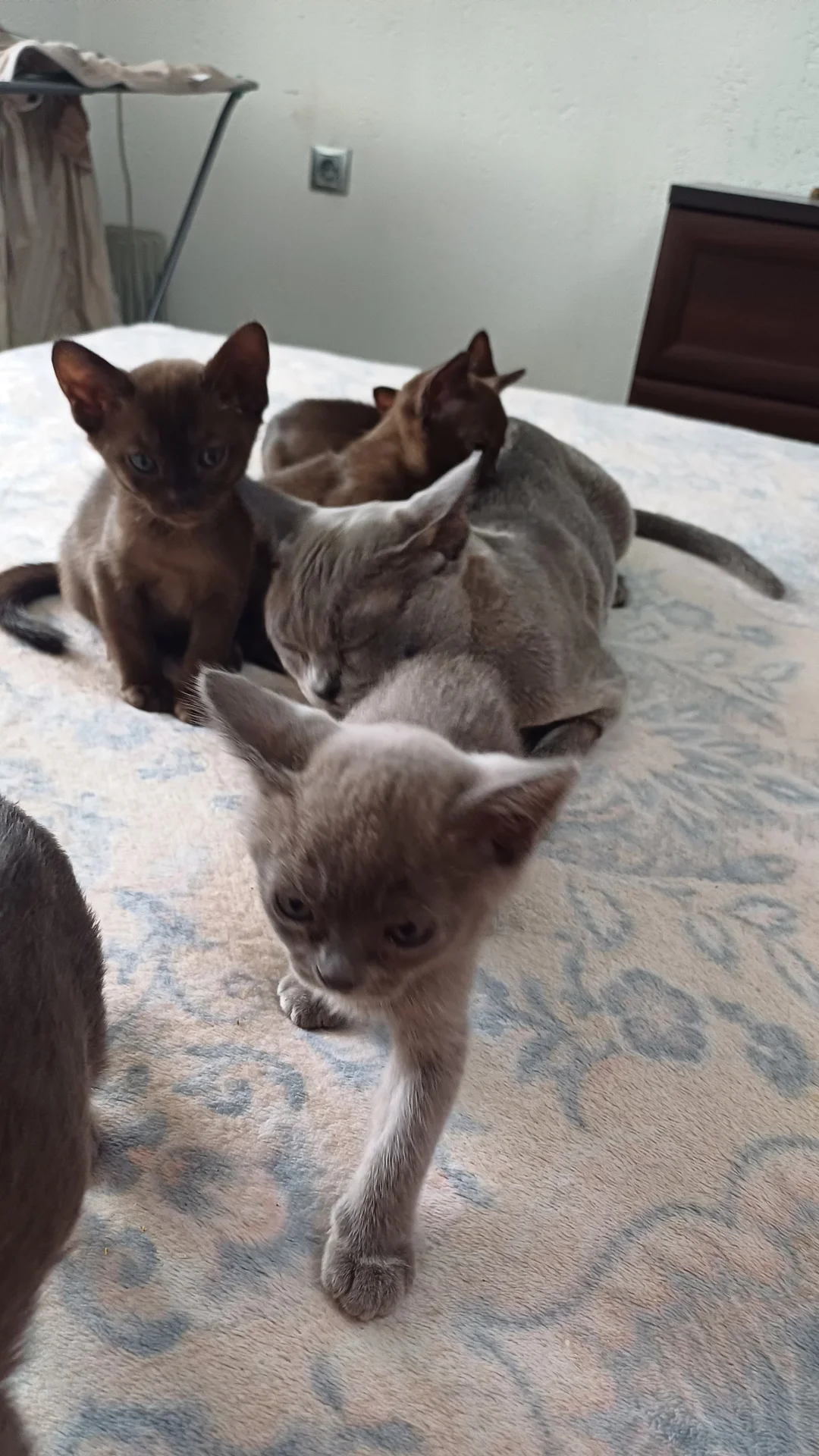 котята породы бурма - миниатюра 12