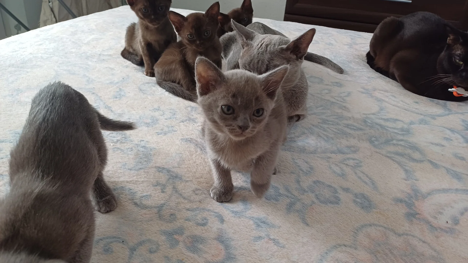котята породы бурма - миниатюра 13