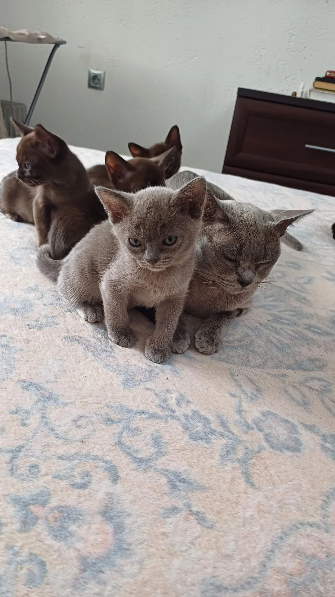 котята породы бурма - миниатюра 15