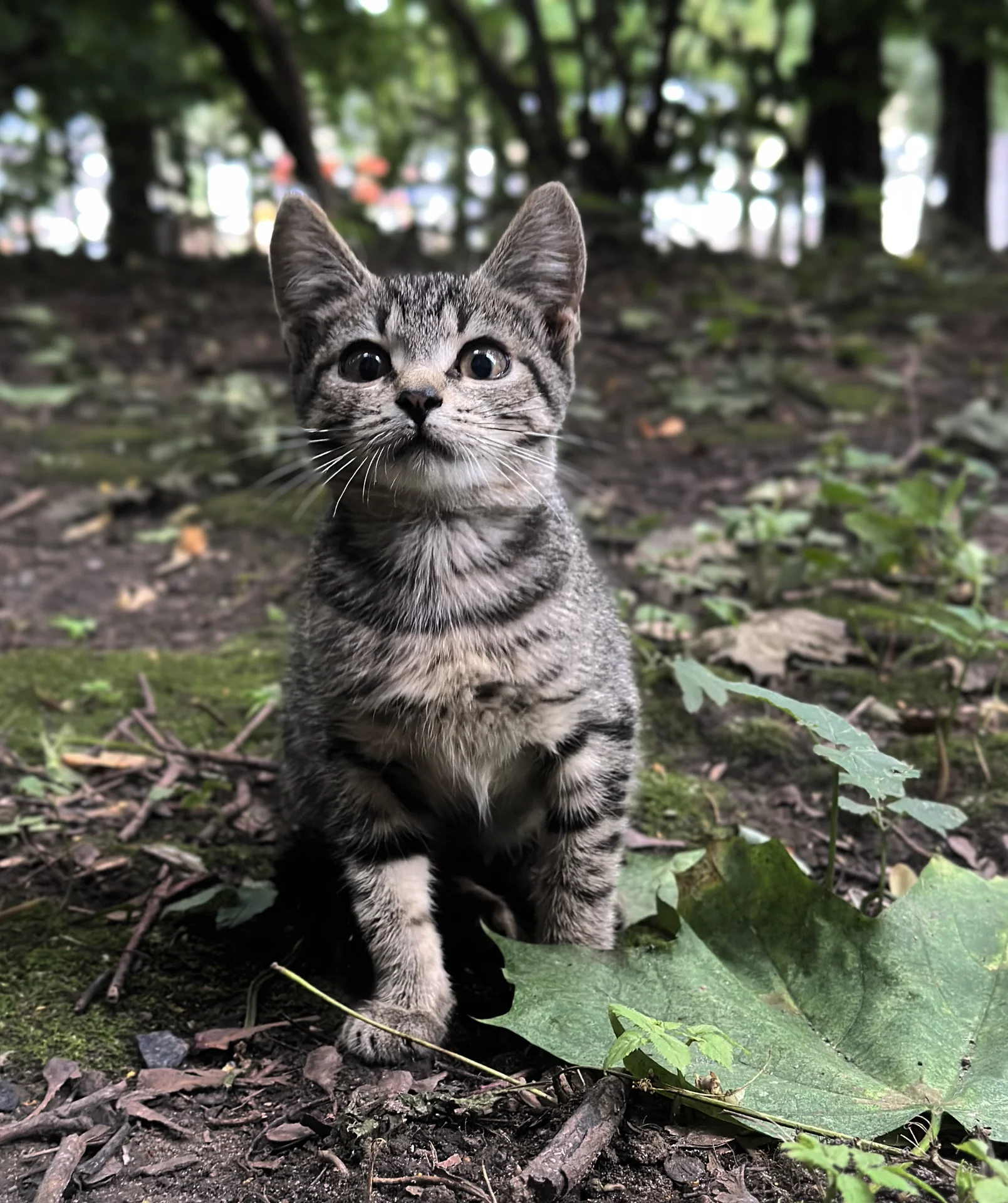 Котята в добрые руки - миниатюра 2