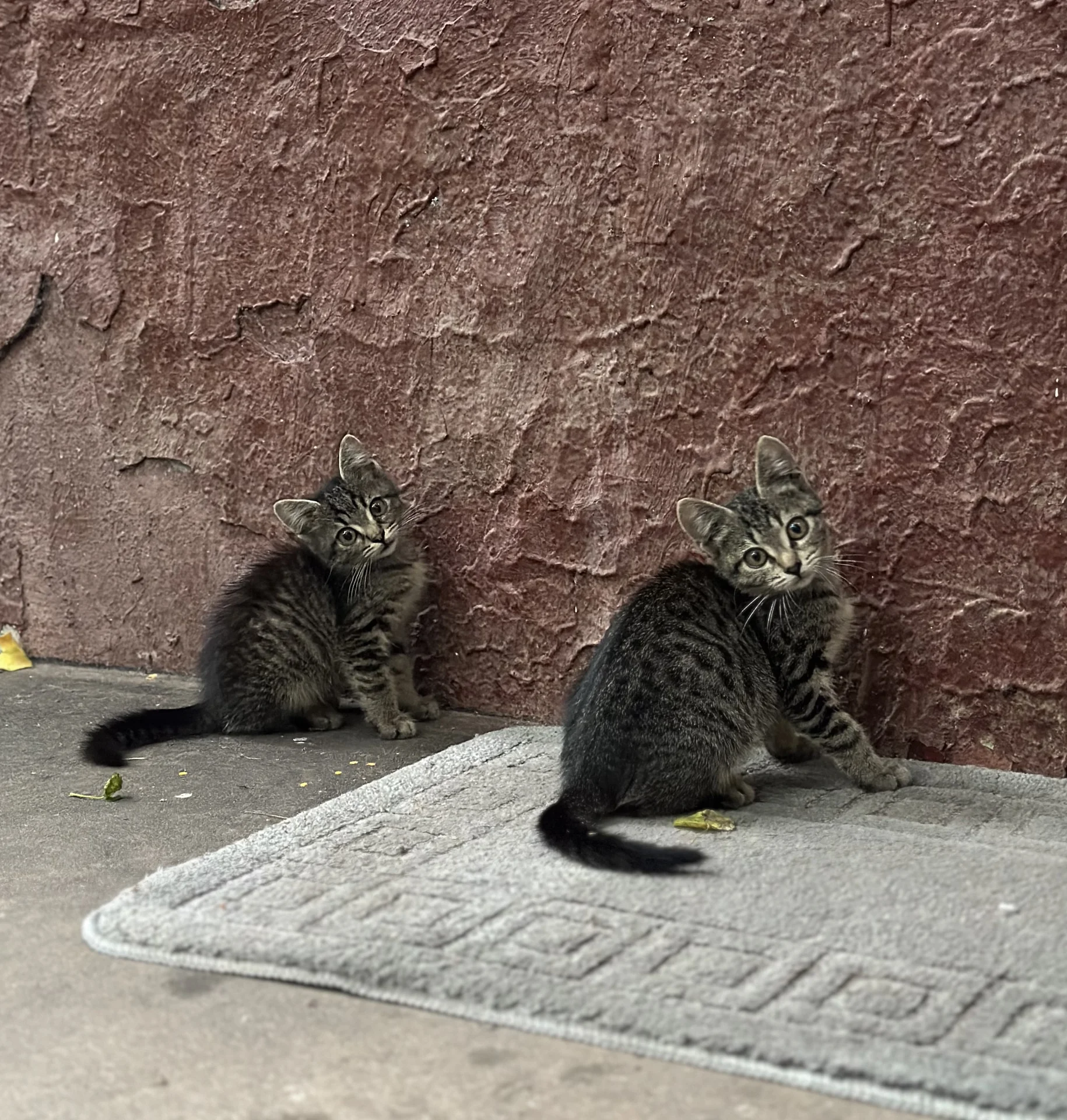 Котята в добрые руки - миниатюра 3