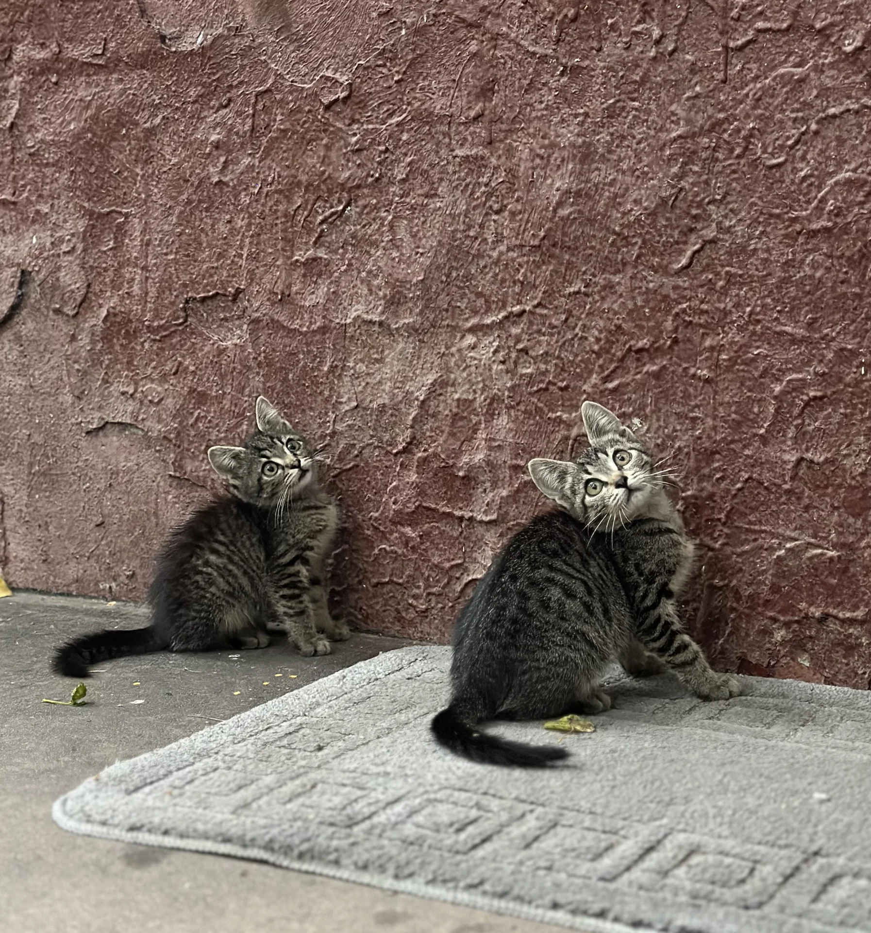Котята в добрые руки - миниатюра 4