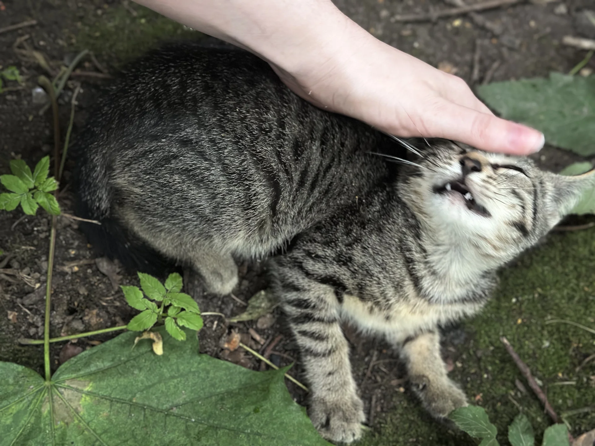 Котята в добрые руки - миниатюра 5