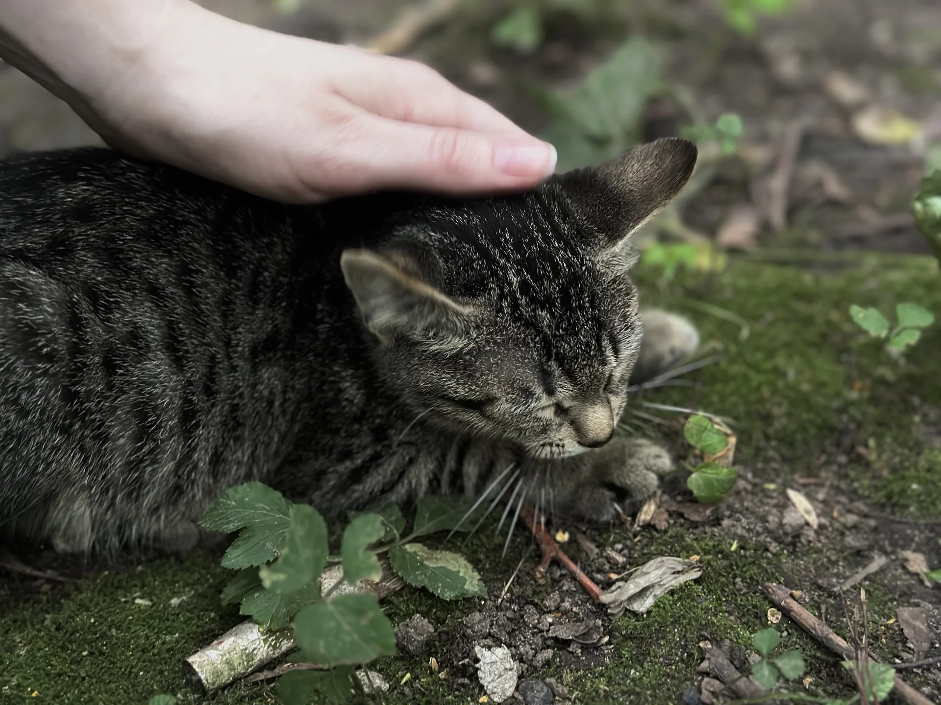 Котята в добрые руки - миниатюра 6