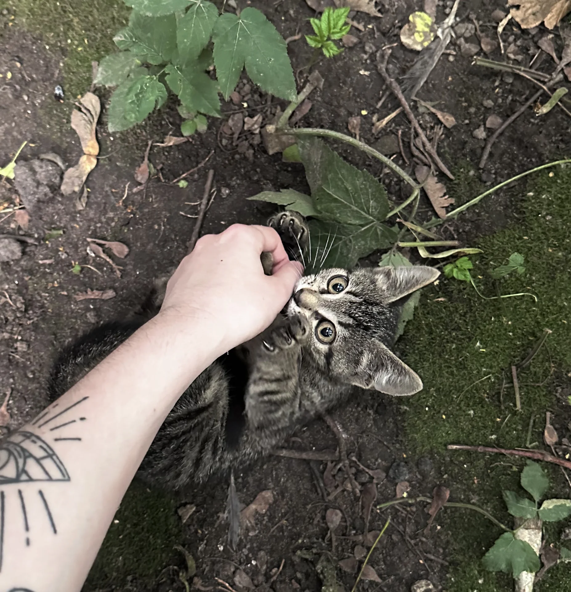 Котята в добрые руки - миниатюра 7