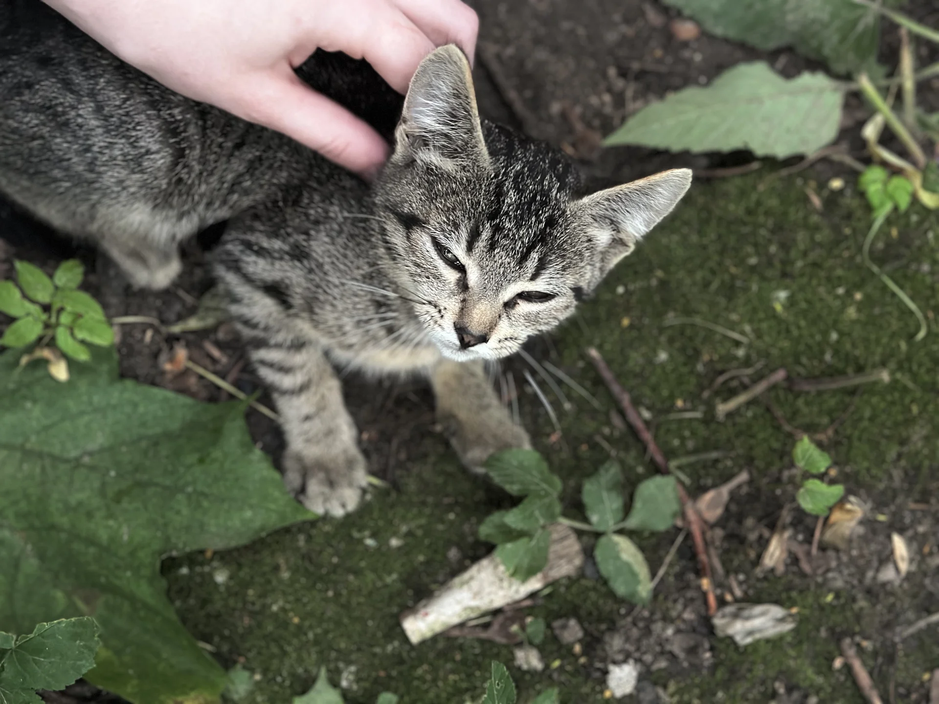 Котята в добрые руки - миниатюра 8