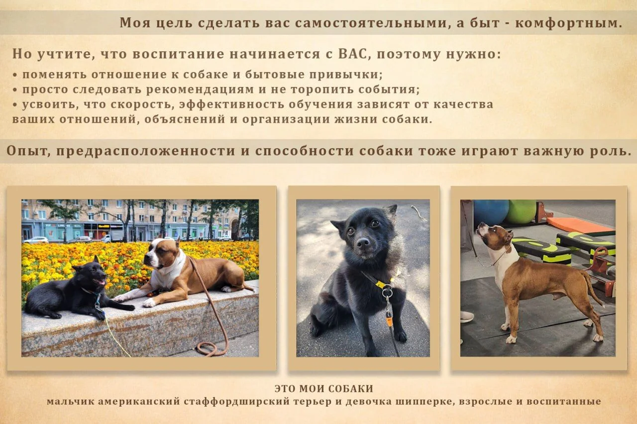 Услуги кинолога - миниатюра 3