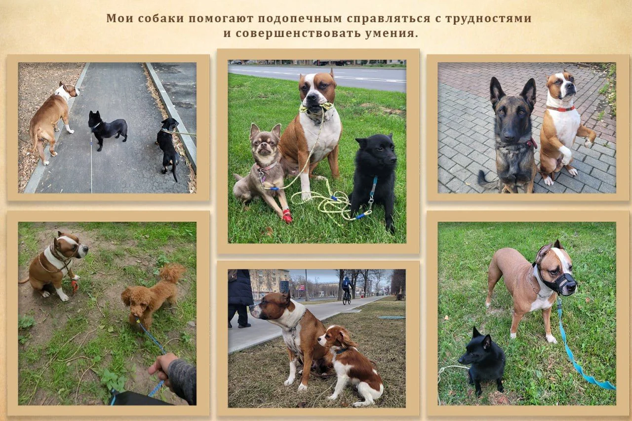Услуги кинолога - миниатюра 4