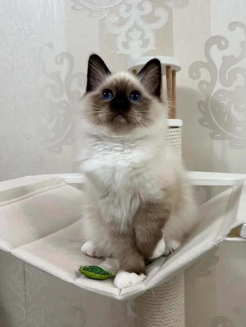 Котенок породы Священная Бирма - изображение 1
