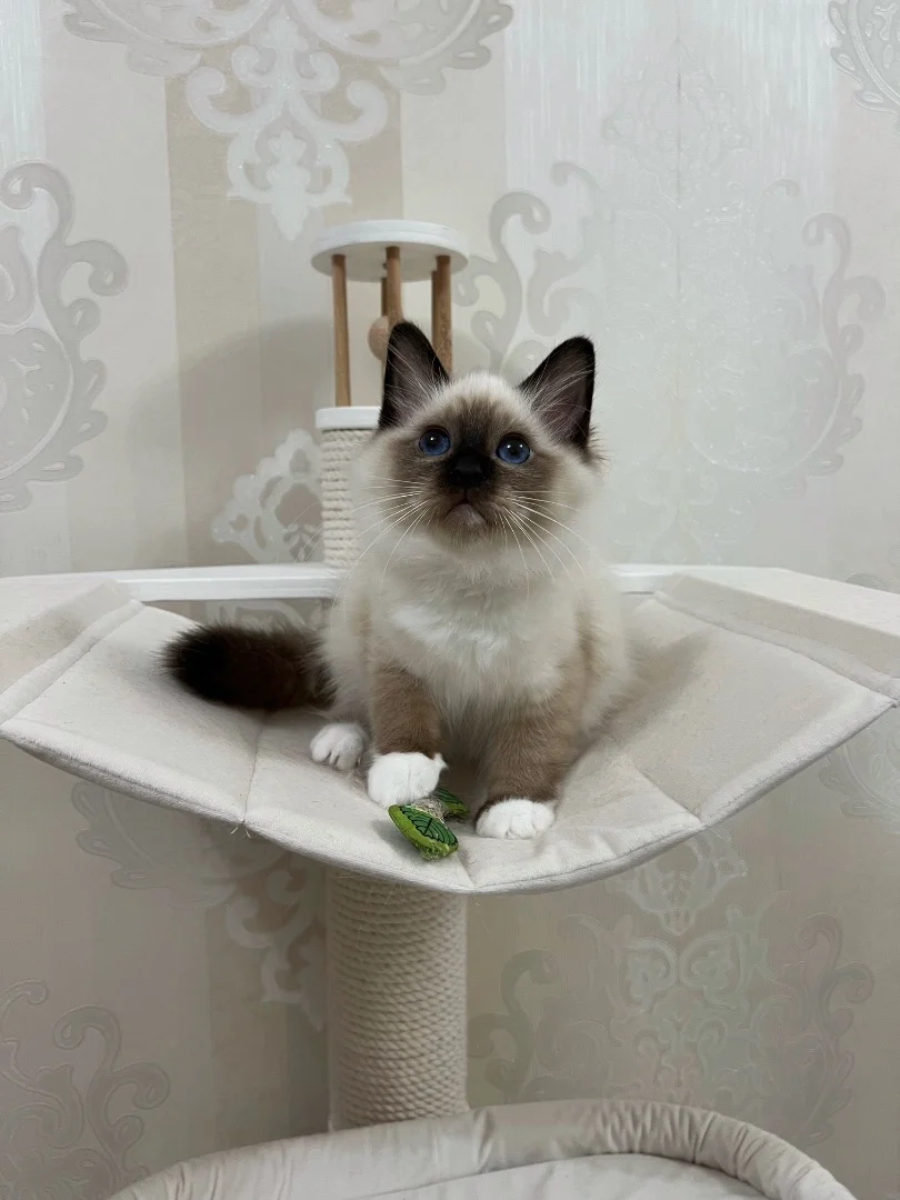 Котенок породы Священная Бирма - миниатюра 2