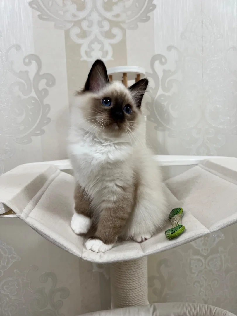 Котенок породы Священная Бирма - миниатюра 3